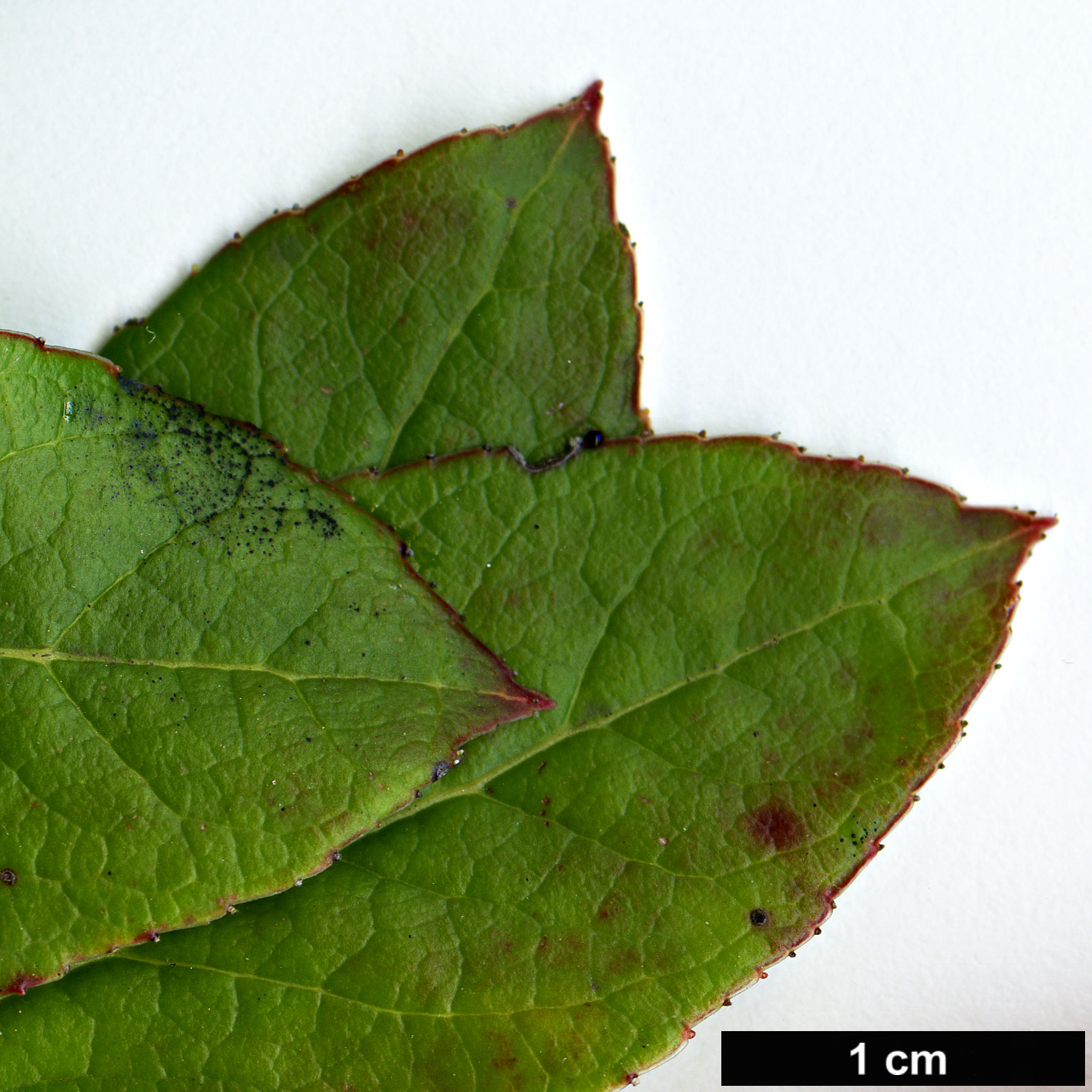 High resolution image: Family: Ericaceae - Genus: Vaccinium - Taxon: sikkimense
