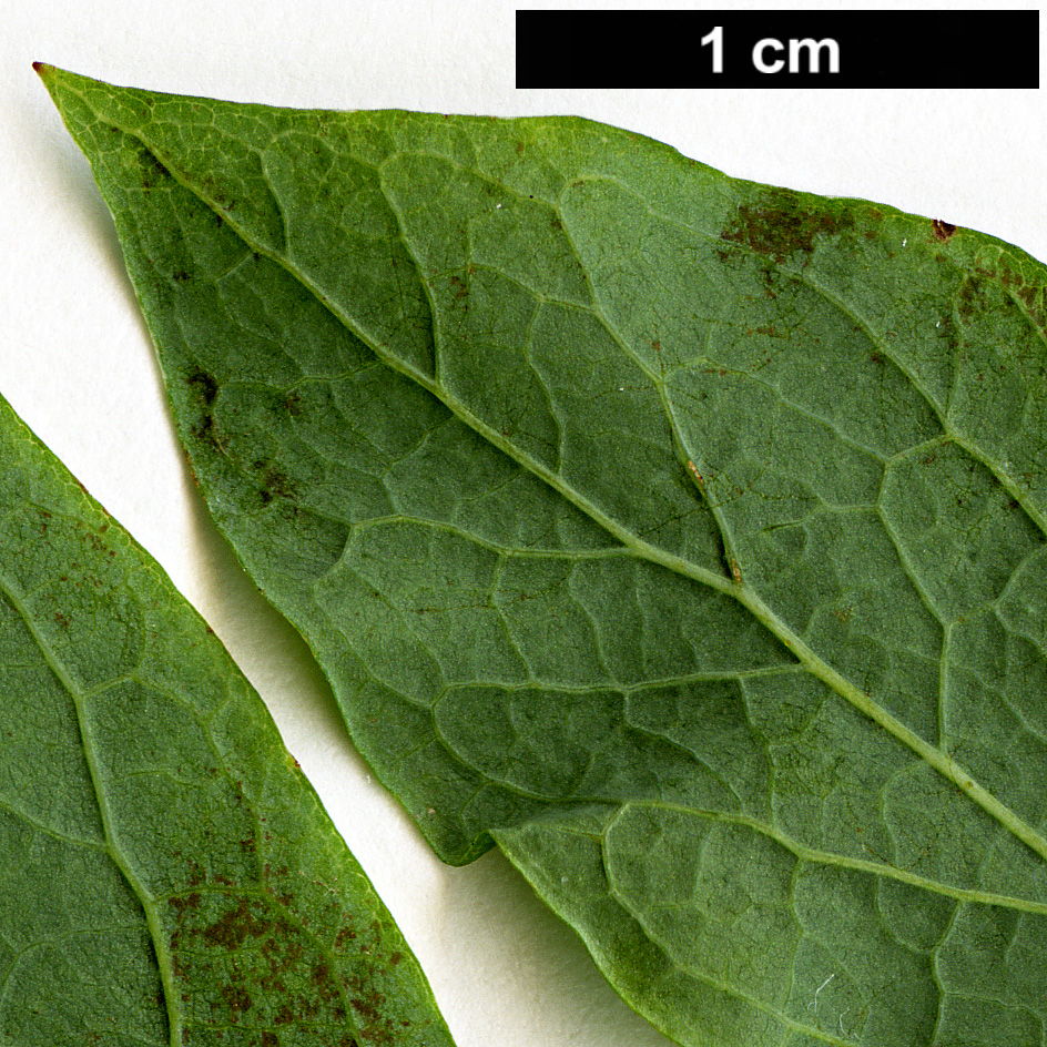 High resolution image: Family: Ericaceae - Genus: Vaccinium - Taxon: stamineum
