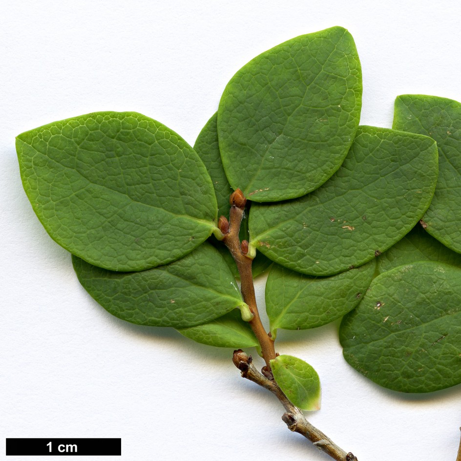 High resolution image: Family: Ericaceae - Genus: Vaccinium - Taxon: uliginosum