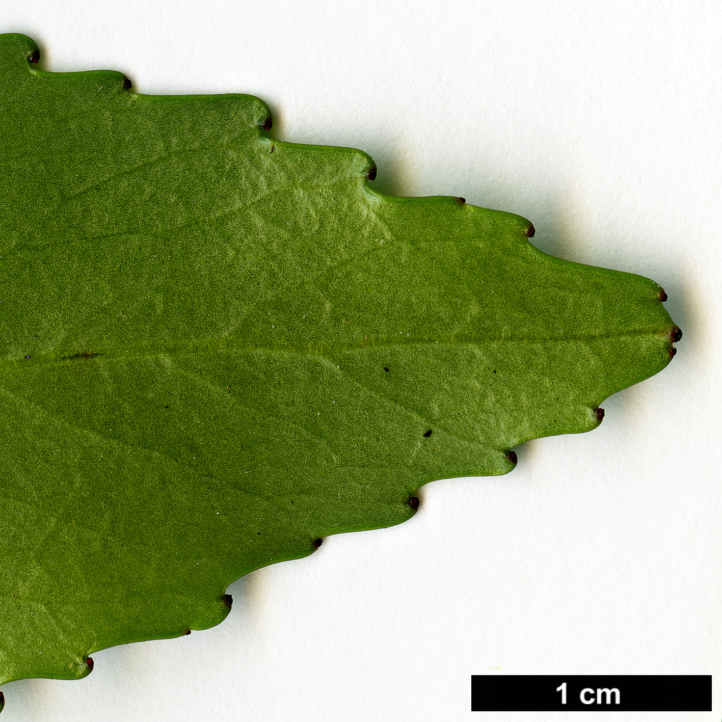 High resolution image: Family: Escalloniaceae - Genus: Anopterus - Taxon: glandulosus