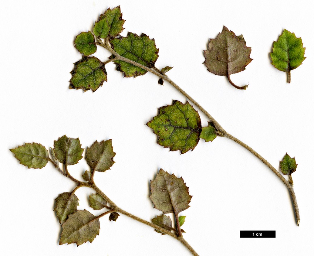 High resolution image: Family: Escalloniaceae - Genus: Carpodetus - Taxon: serratus