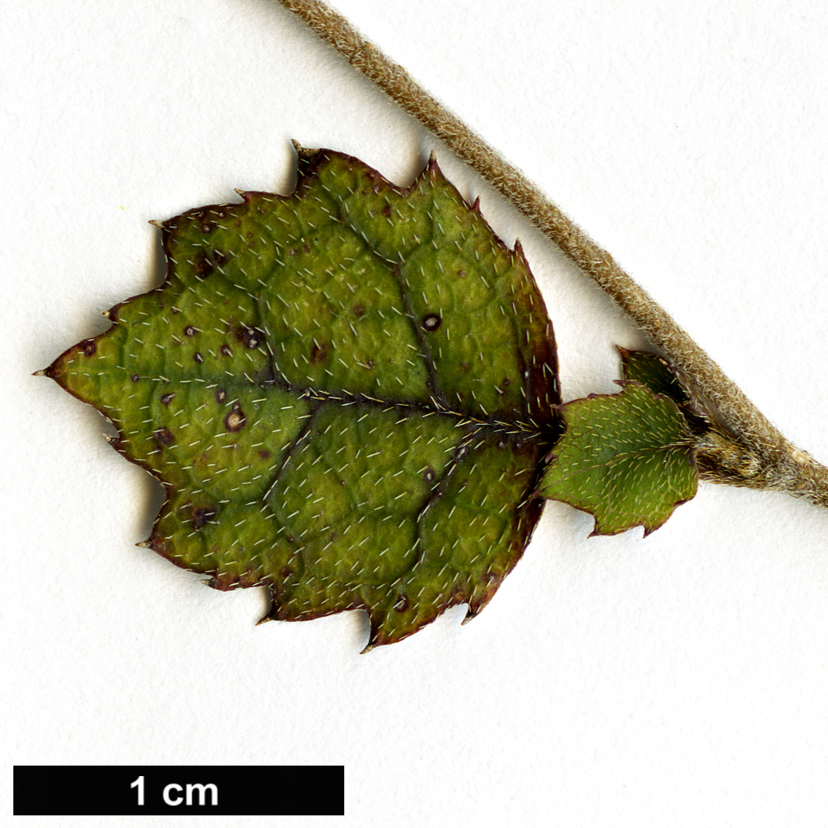 High resolution image: Family: Escalloniaceae - Genus: Carpodetus - Taxon: serratus