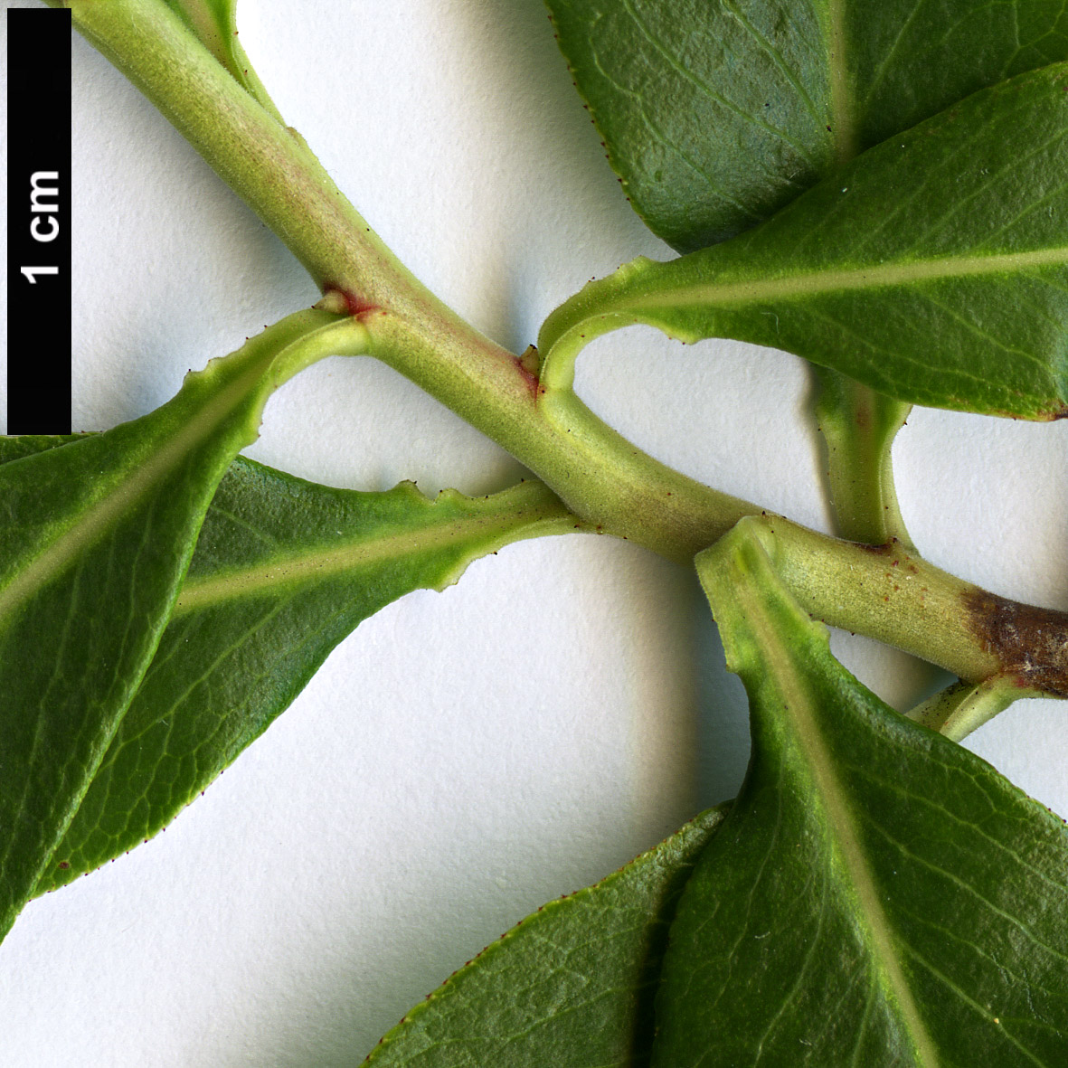 High resolution image: Family: Escalloniaceae - Genus: Escallonia - Taxon: bifida