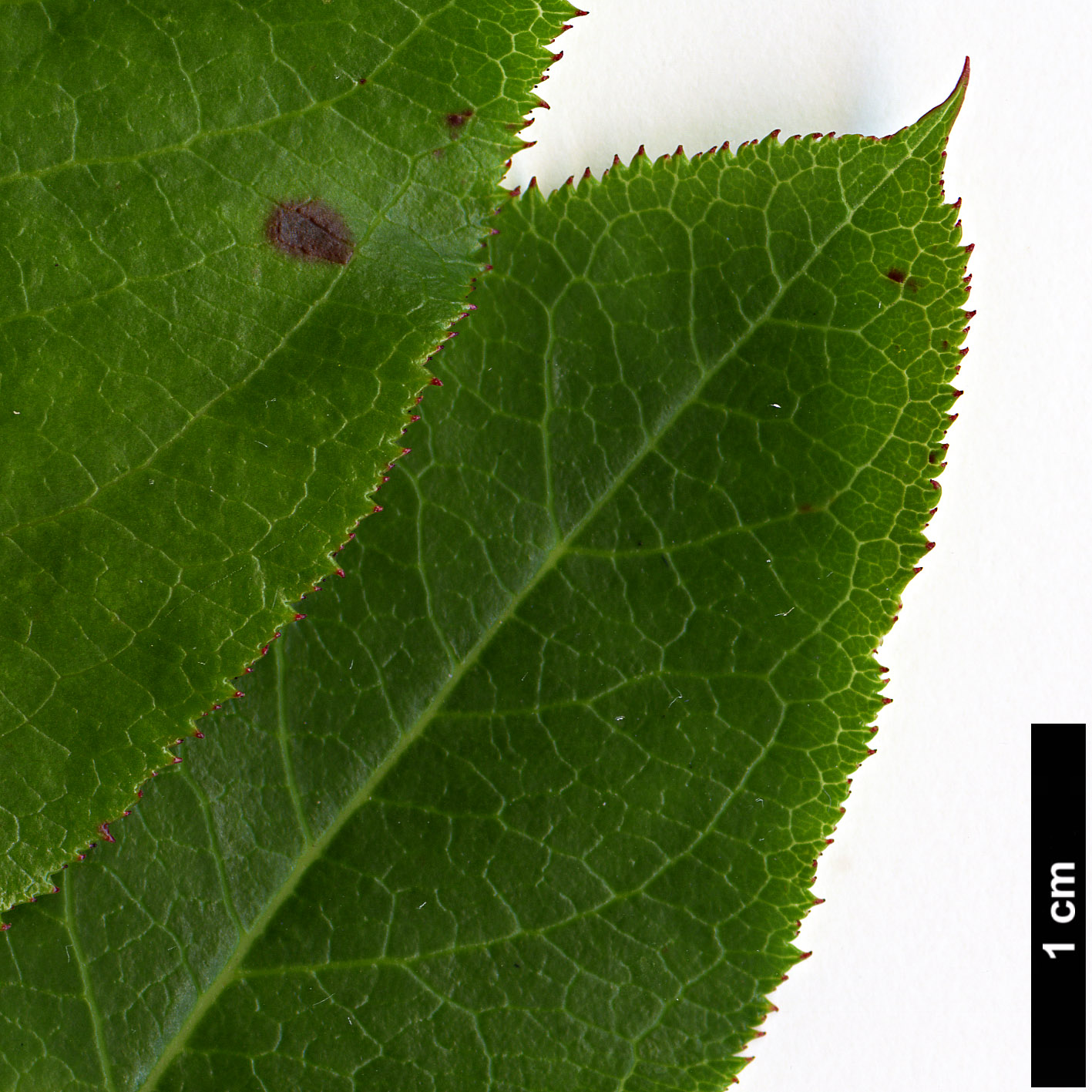 High resolution image: Family: Escalloniaceae - Genus: Escallonia - Taxon: tucumanensis