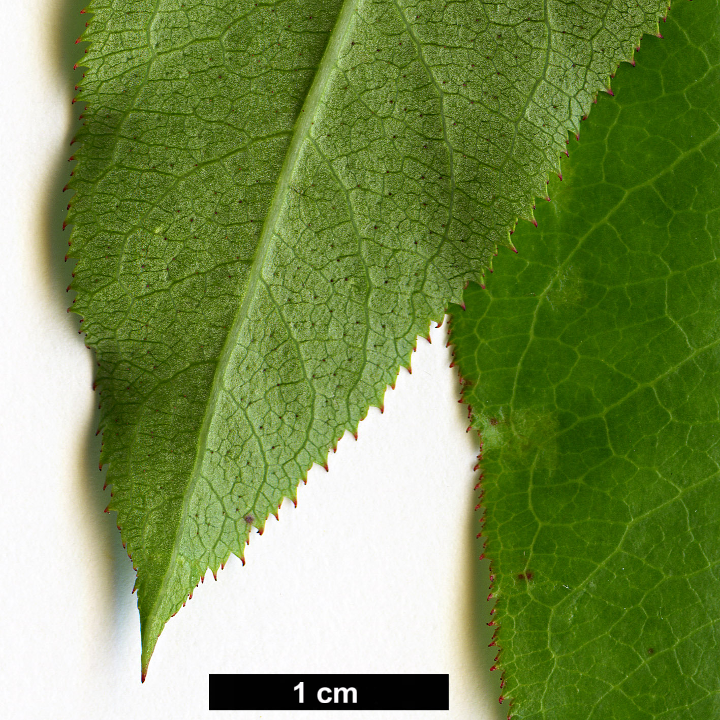High resolution image: Family: Escalloniaceae - Genus: Escallonia - Taxon: tucumanensis