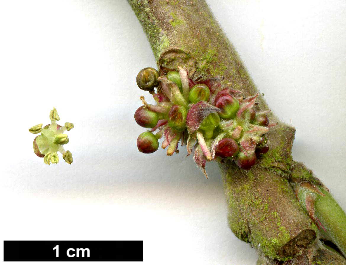 High resolution image: Family: Euphorbiaceae - Genus: Alchornea - Taxon: davidii