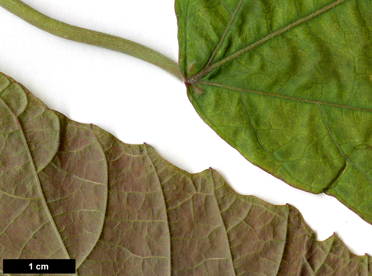 High resolution image: Family: Euphorbiaceae - Genus: Alchornea - Taxon: davidii