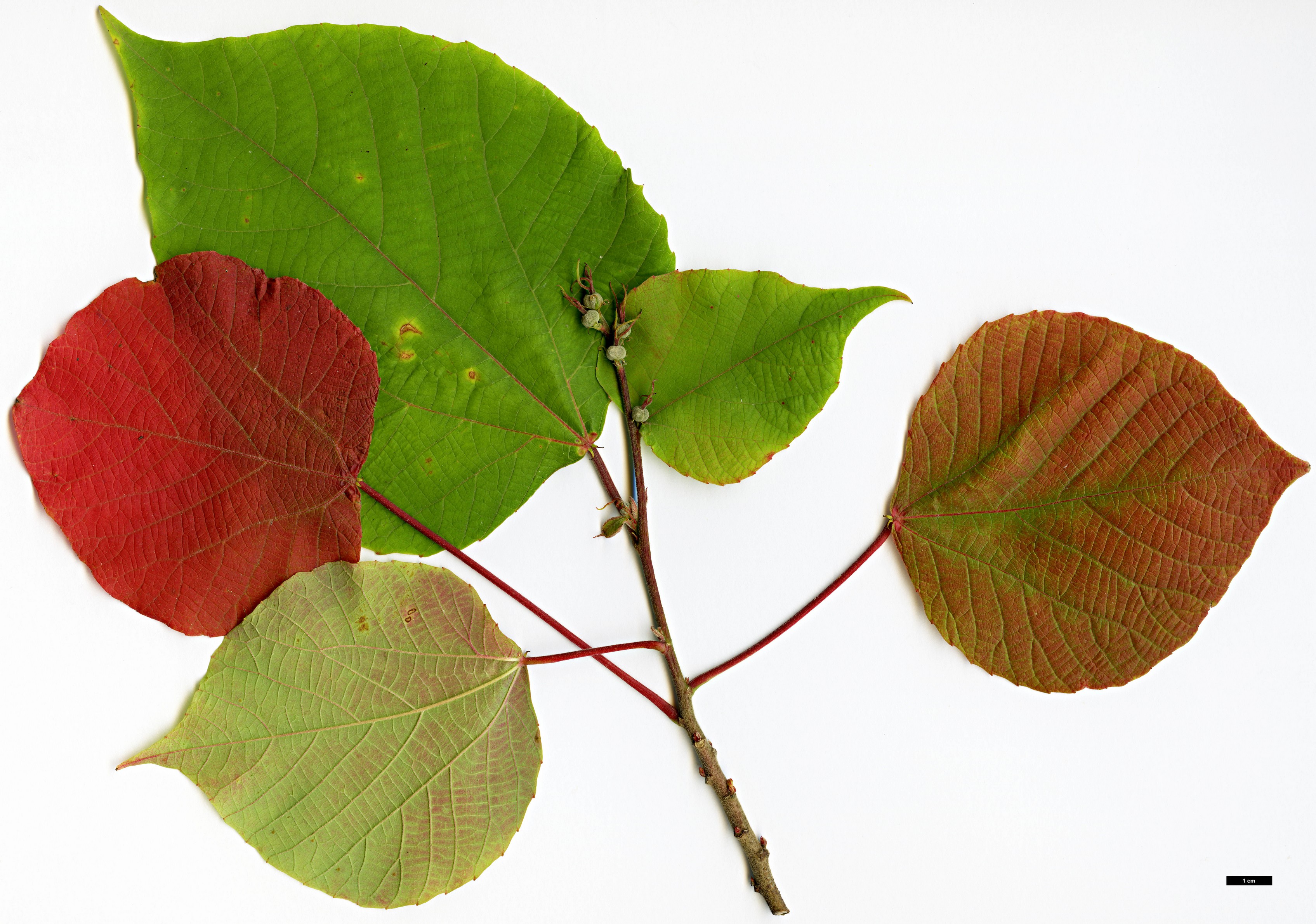 High resolution image: Family: Euphorbiaceae - Genus: Alchornea - Taxon: trewioides