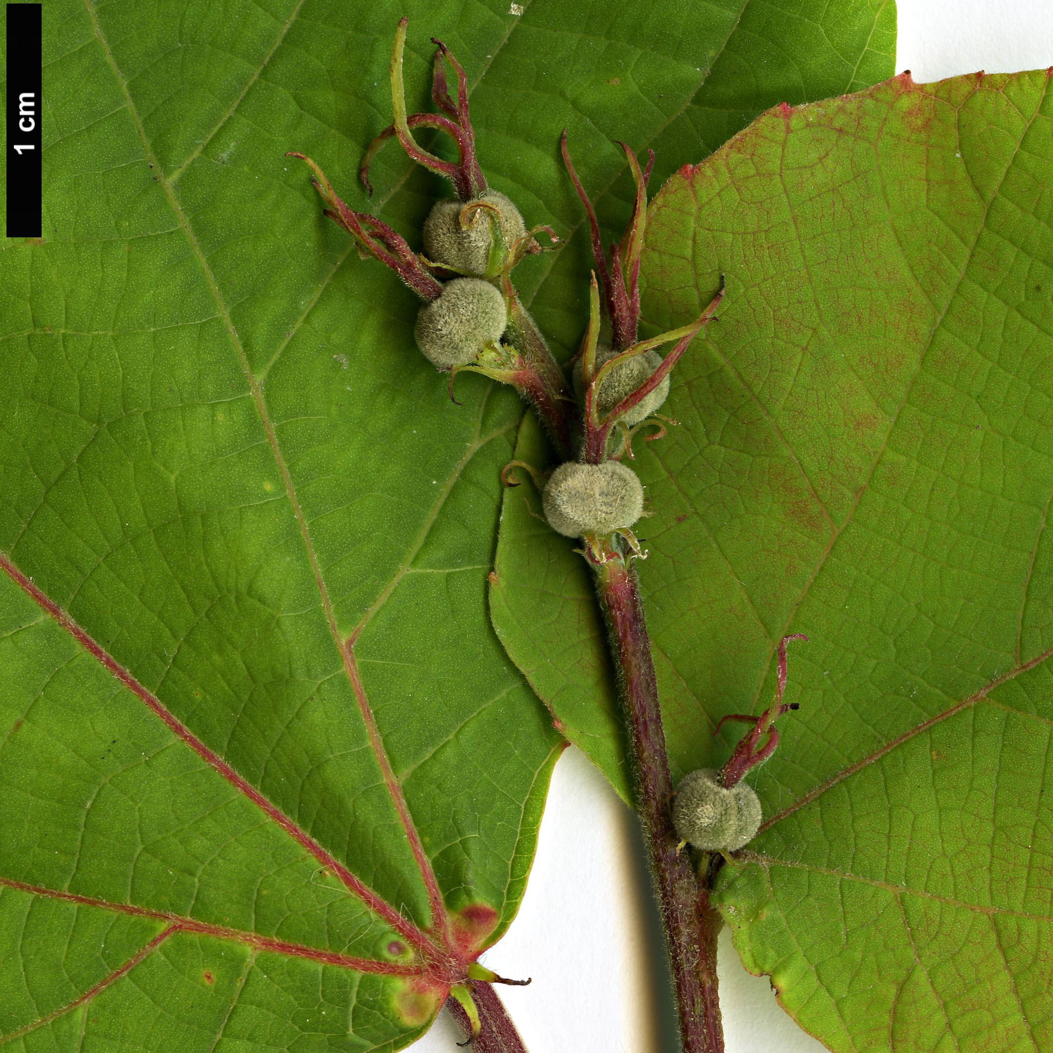 High resolution image: Family: Euphorbiaceae - Genus: Alchornea - Taxon: trewioides