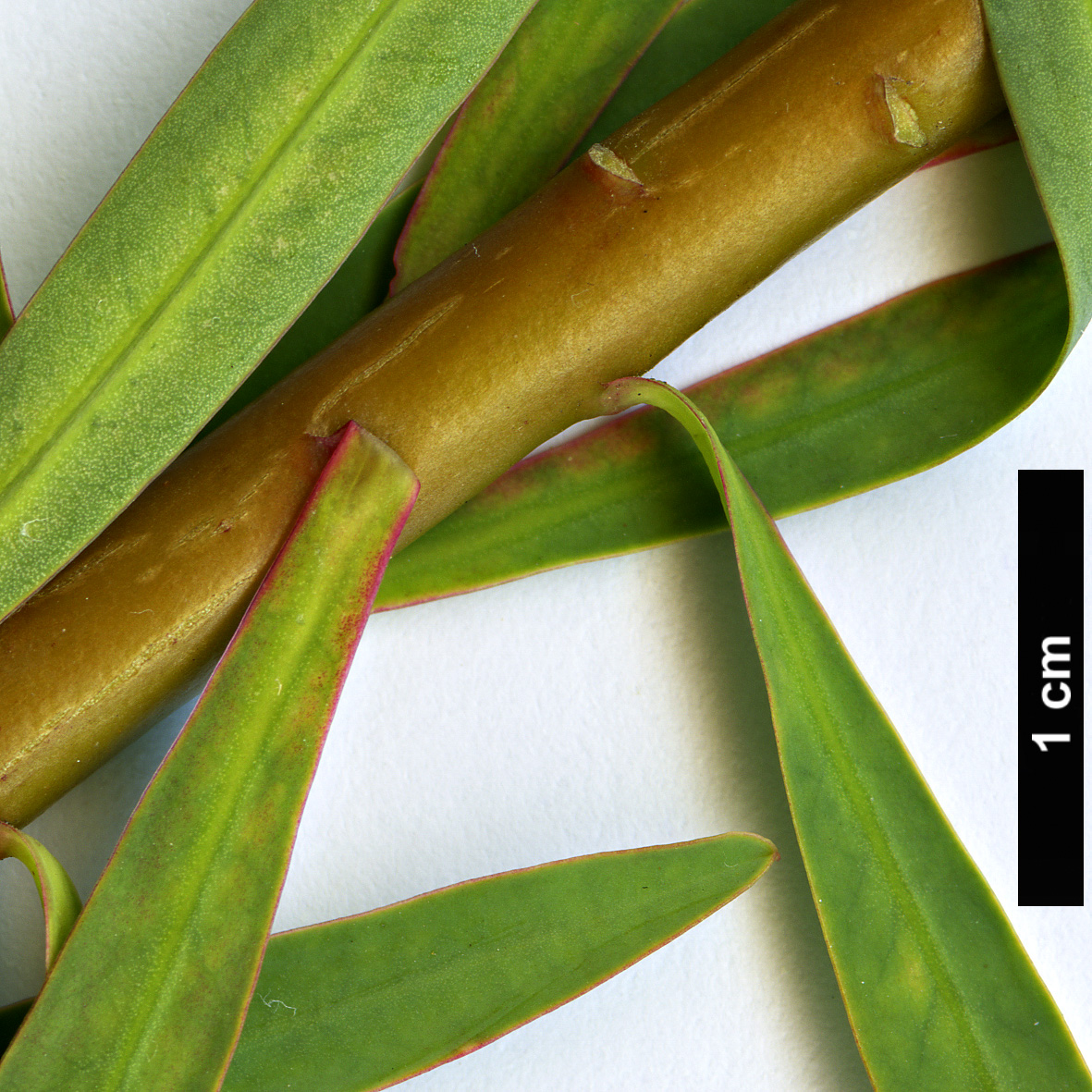 High resolution image: Family: Euphorbiaceae - Genus: Euphorbia - Taxon: dendroides