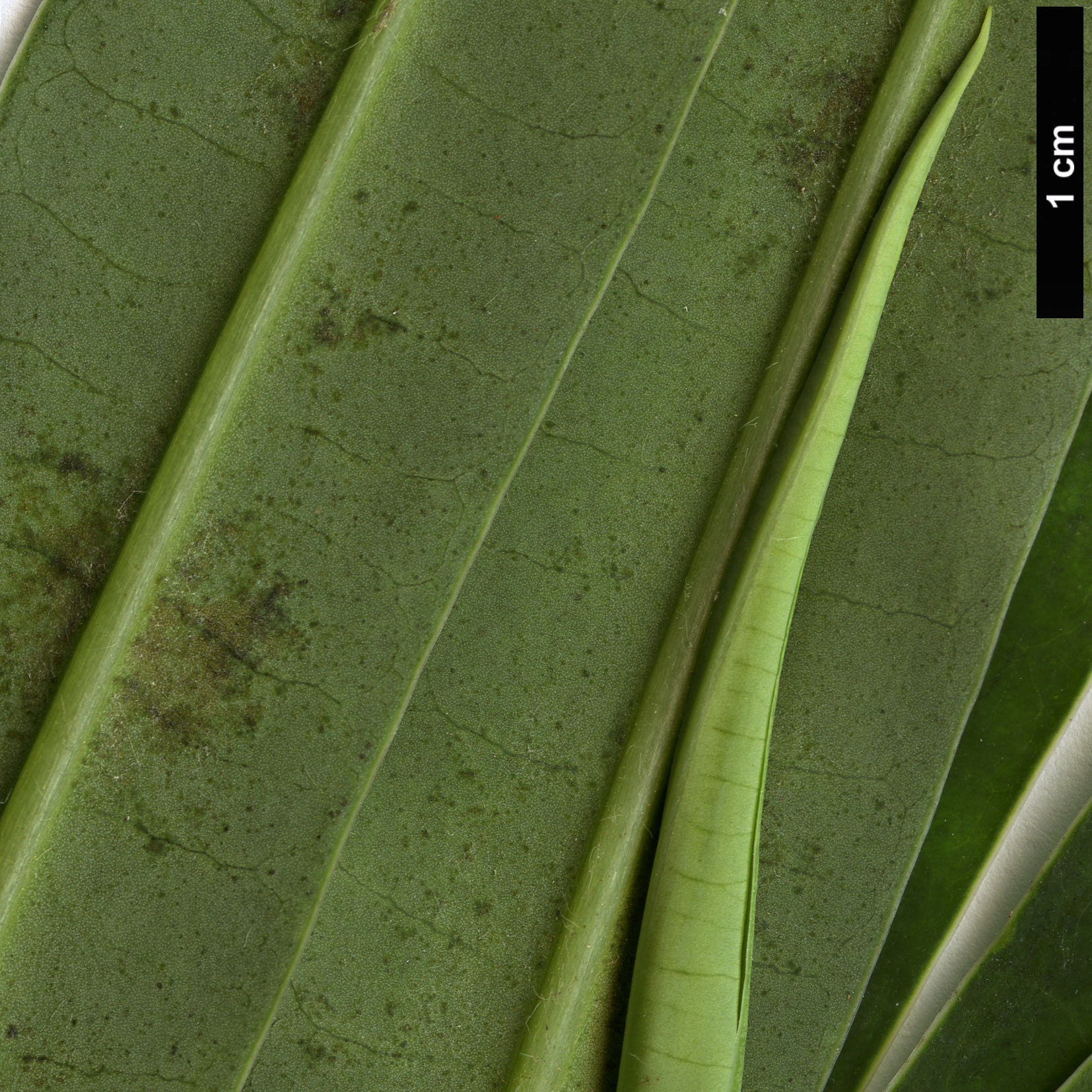 High resolution image: Family: Euphorbiaceae - Genus: Euphorbia - Taxon: mellifera