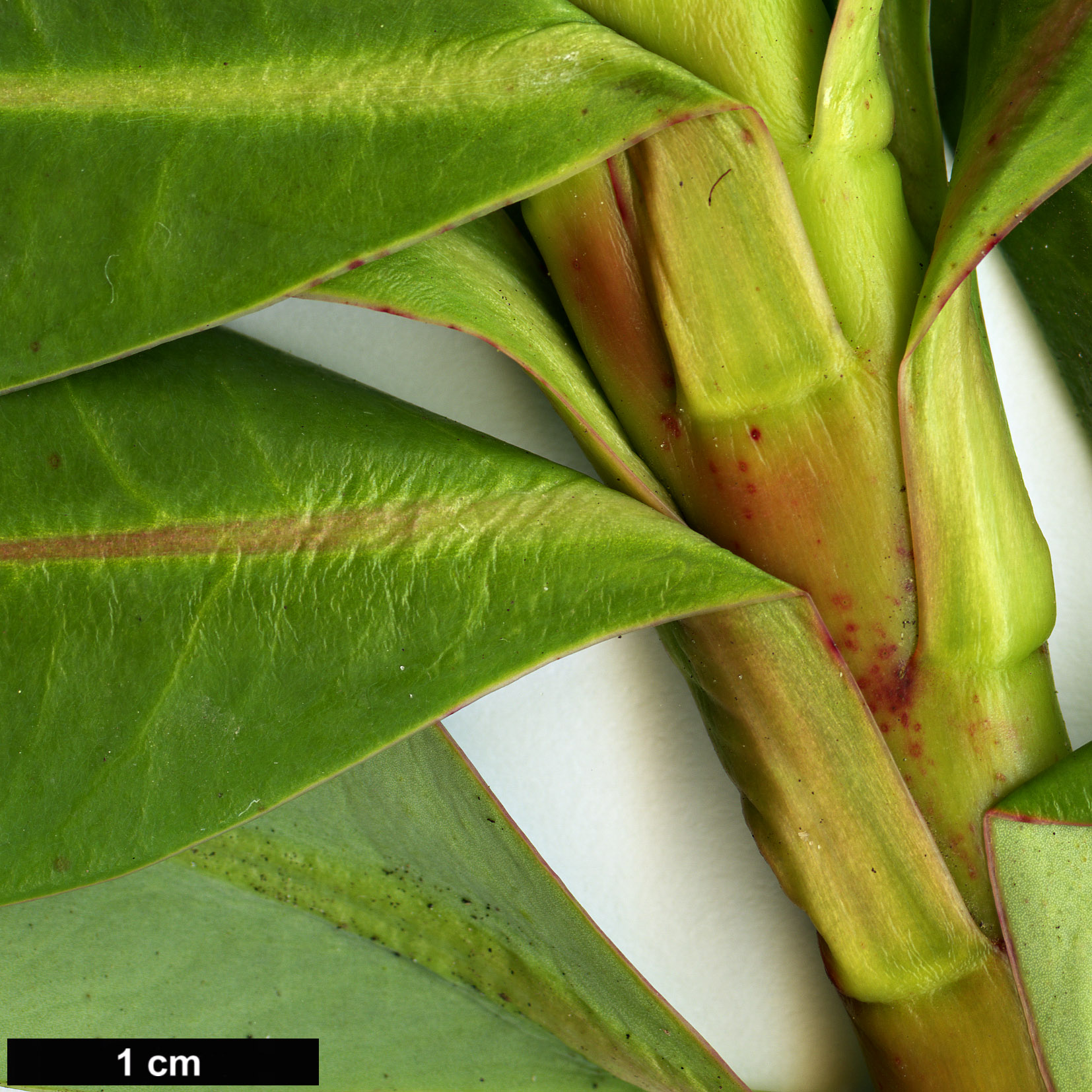 High resolution image: Family: Euphorbiaceae - Genus: Euphorbia - Taxon: stygiana