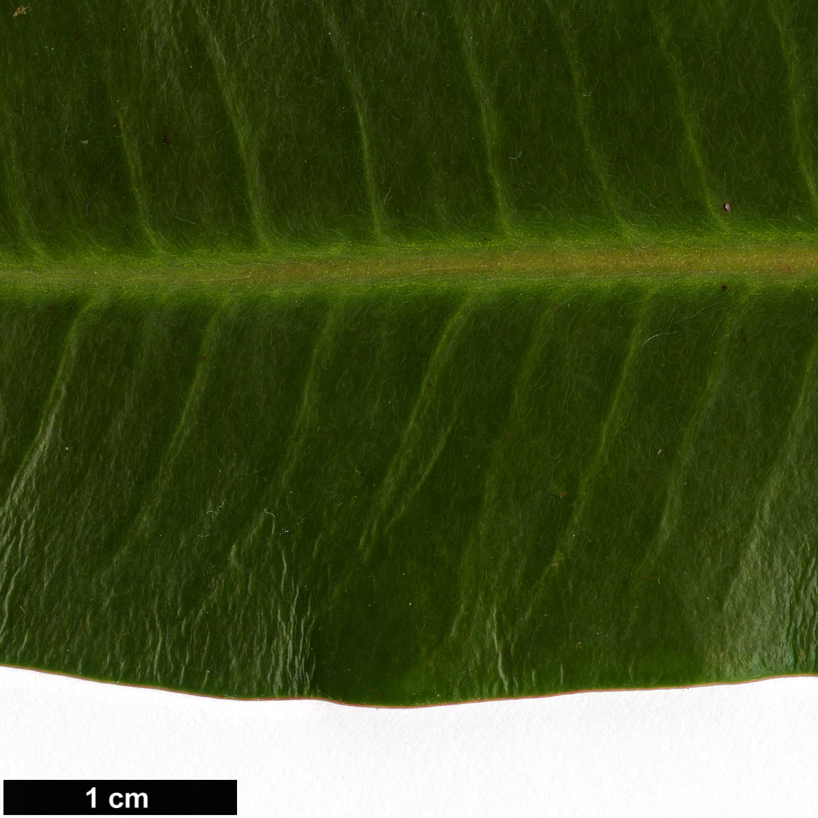 High resolution image: Family: Euphorbiaceae - Genus: Euphorbia - Taxon: stygiana