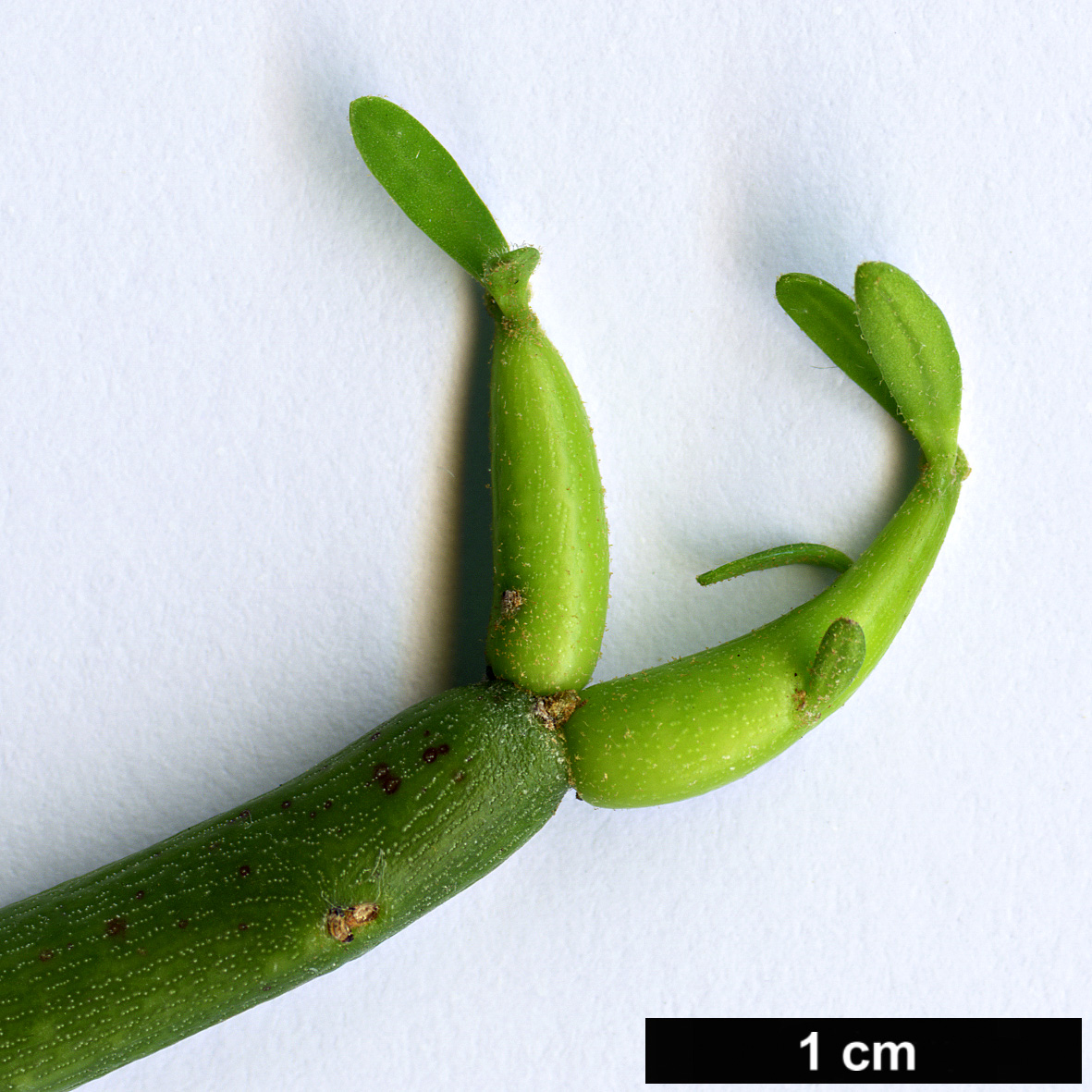 High resolution image: Family: Euphorbiaceae - Genus: Euphorbia - Taxon: tirucalli