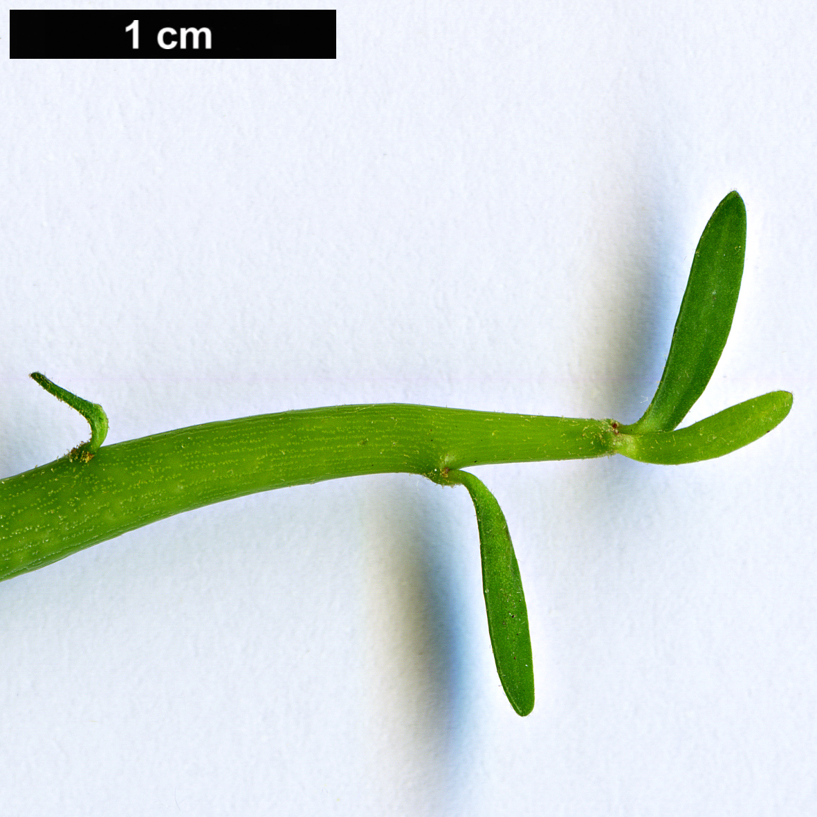 High resolution image: Family: Euphorbiaceae - Genus: Euphorbia - Taxon: tirucalli