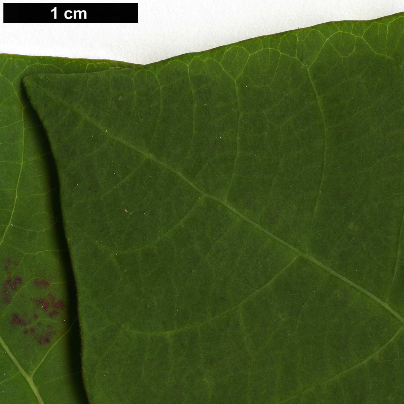 High resolution image: Family: Euphorbiaceae - Genus: Homalanthus - Taxon: nutans