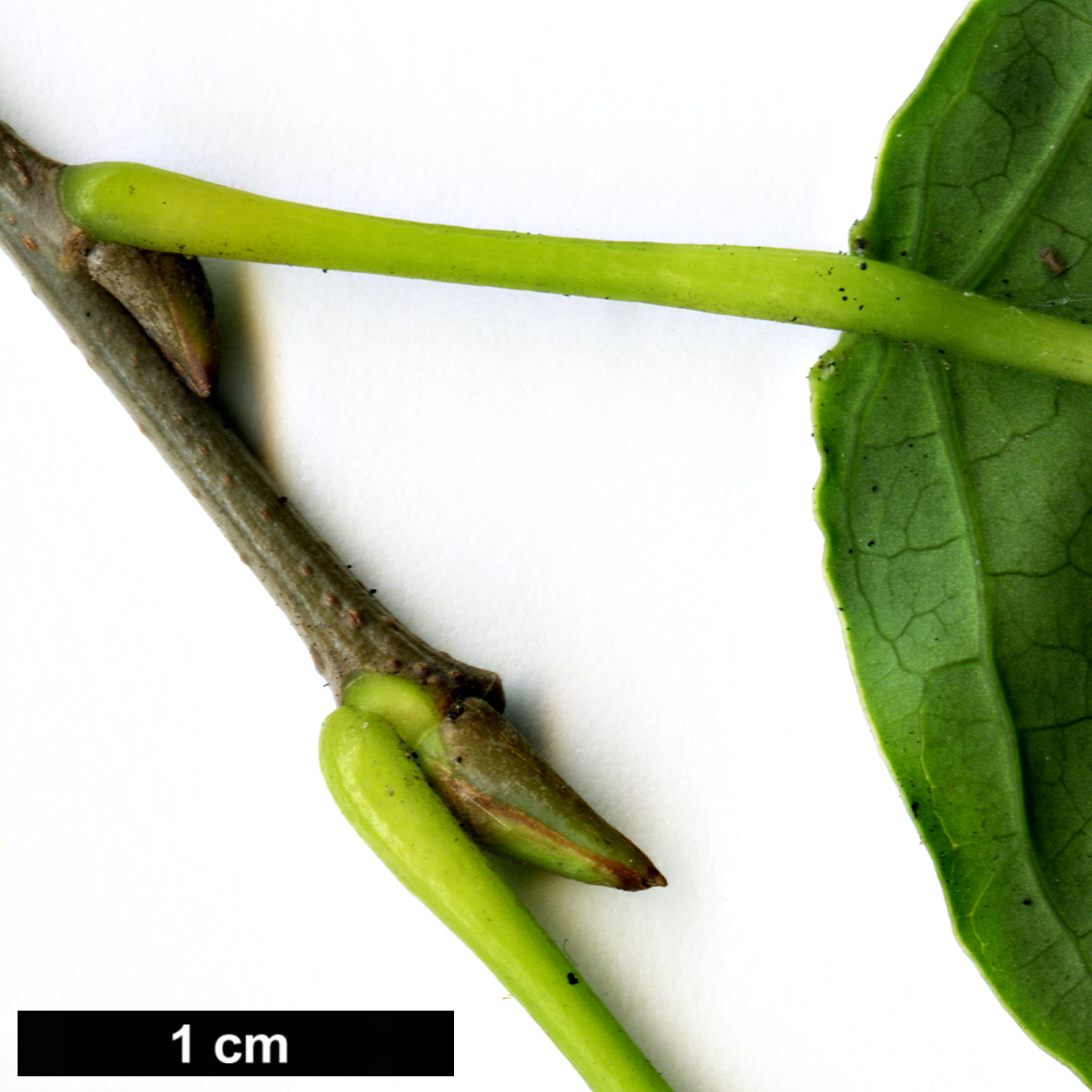 High resolution image: Family: Euphorbiaceae - Genus: Neoshirakia - Taxon: japonica