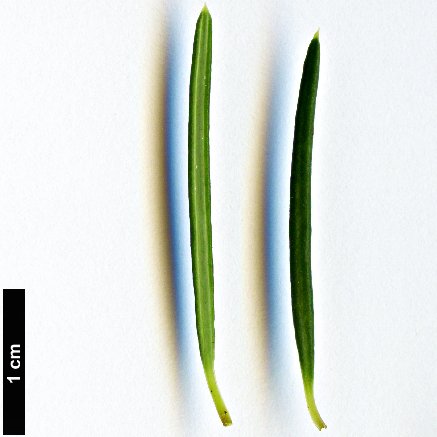 High resolution image: Family: Euphorbiaceae - Genus: Ricinocarpos - Taxon: pinifolius