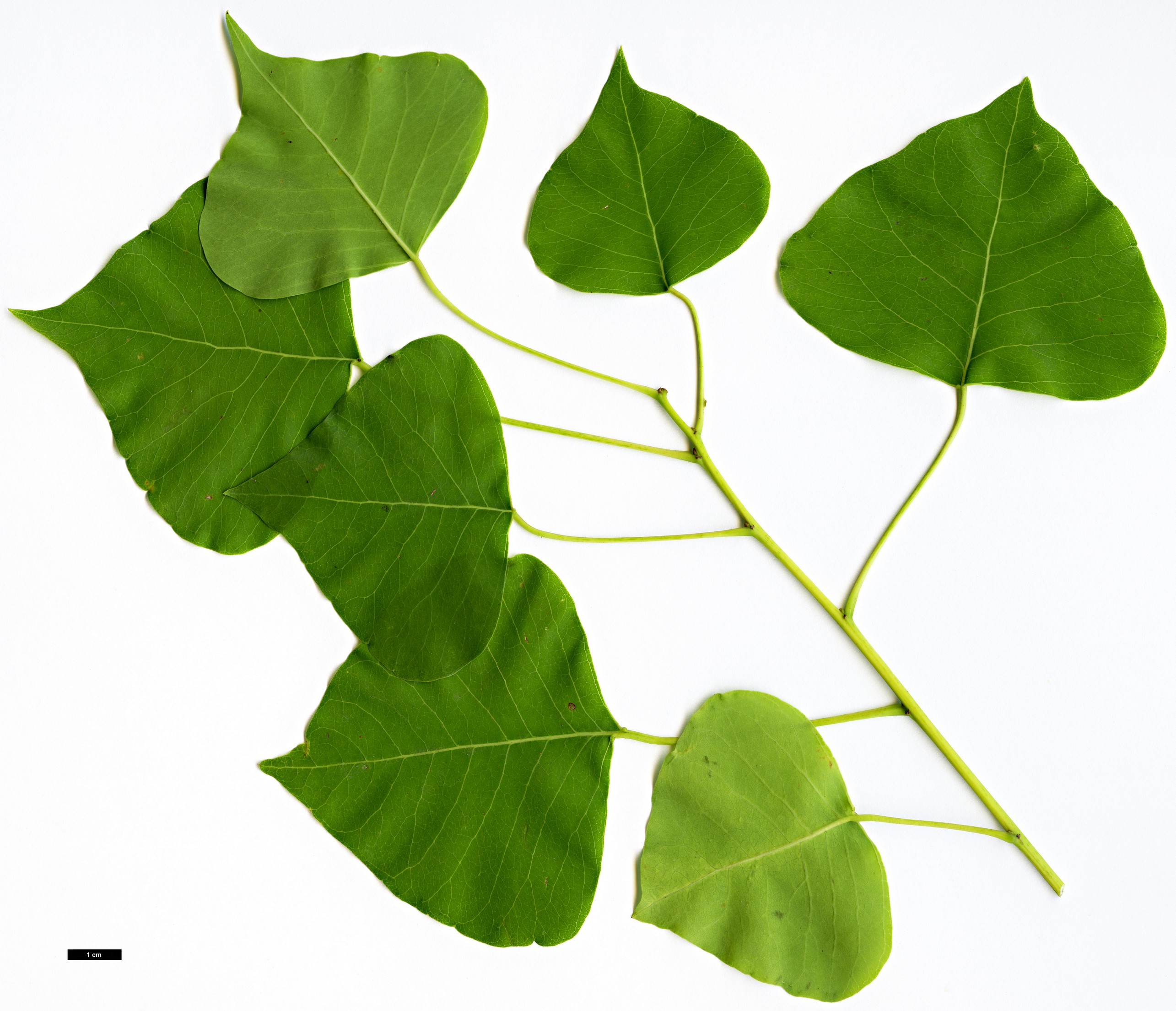 High resolution image: Family: Euphorbiaceae - Genus: Triadica - Taxon: sebifera