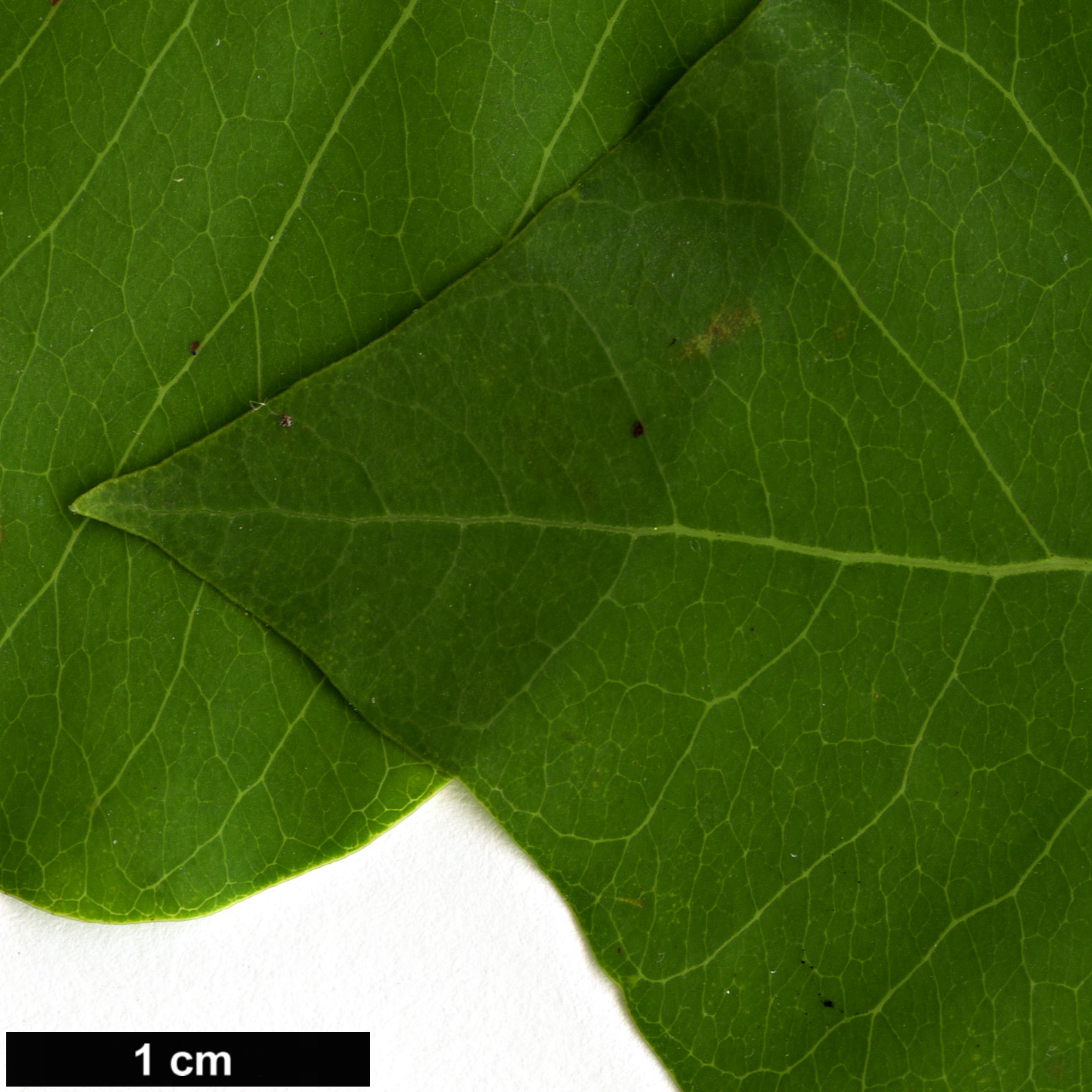 High resolution image: Family: Euphorbiaceae - Genus: Triadica - Taxon: sebifera