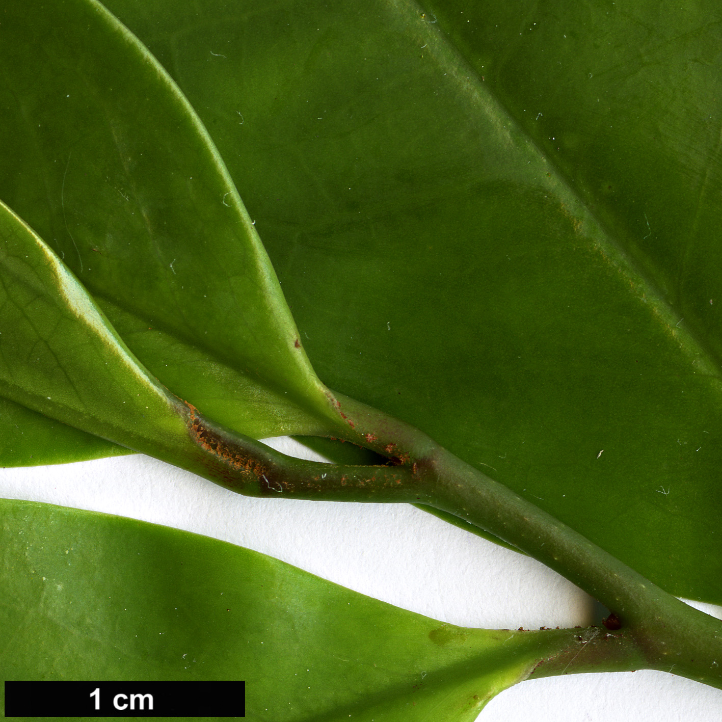 High resolution image: Family: Eupomatiaceae - Genus: Eupomatia - Taxon: laurina