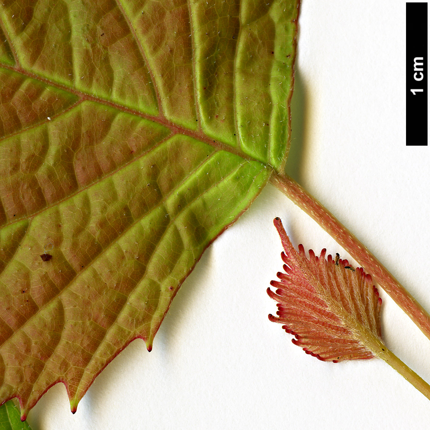 High resolution image: Family: Eupteleaceae - Genus: Euptelea - Taxon: polyandra