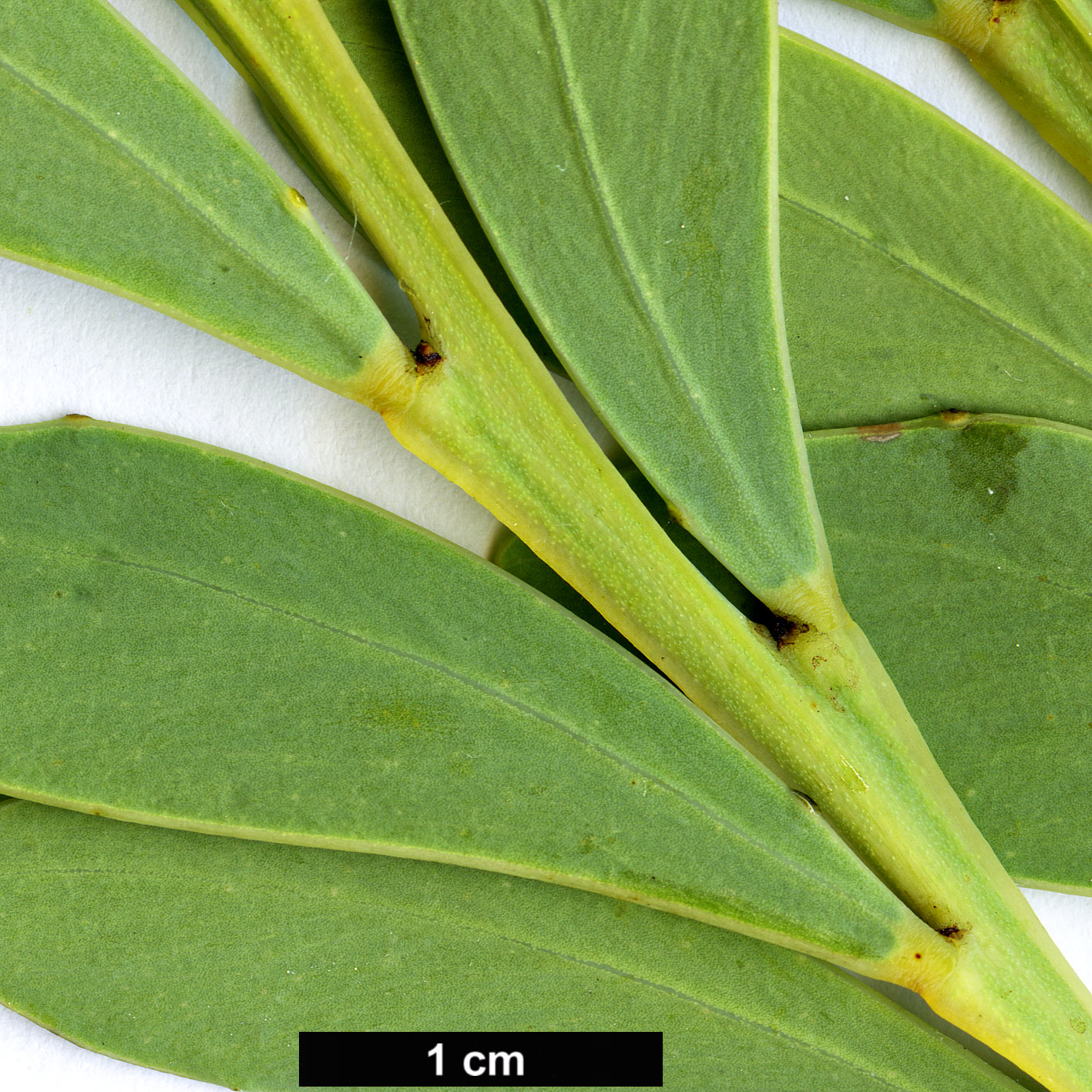 High resolution image: Family: Fabaceae - Genus: Acacia - Taxon: anceps