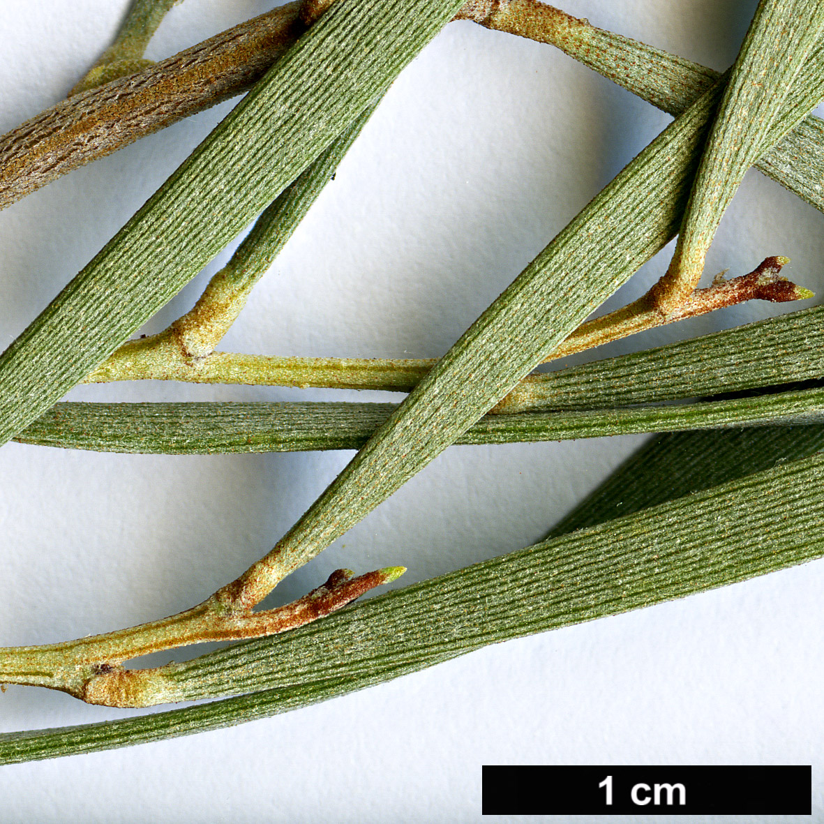 High resolution image: Family: Fabaceae - Genus: Acacia - Taxon: aneura