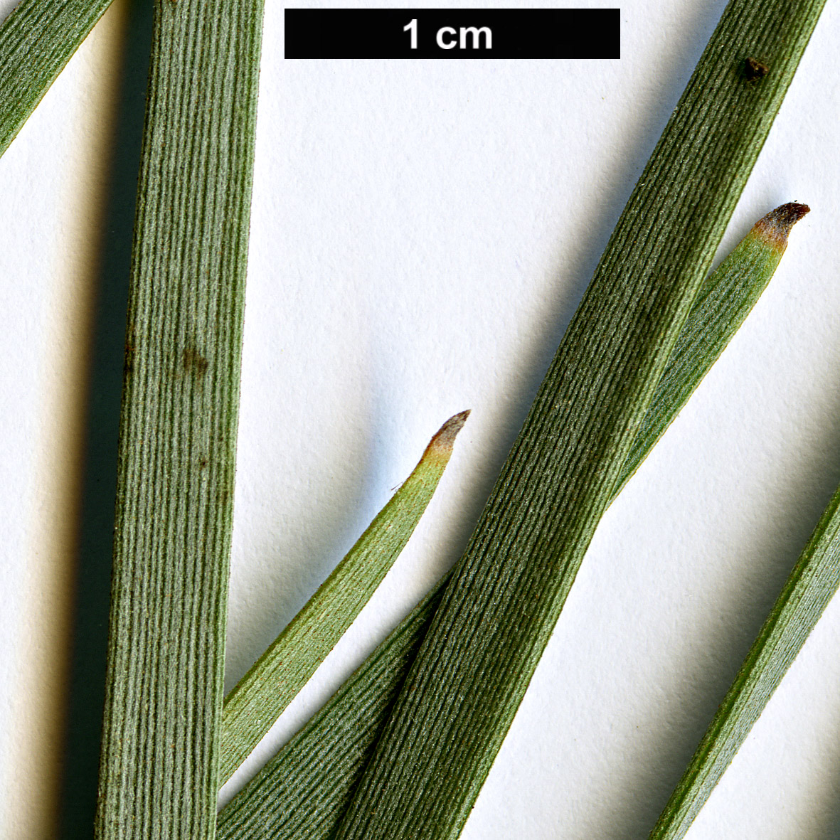High resolution image: Family: Fabaceae - Genus: Acacia - Taxon: aneura