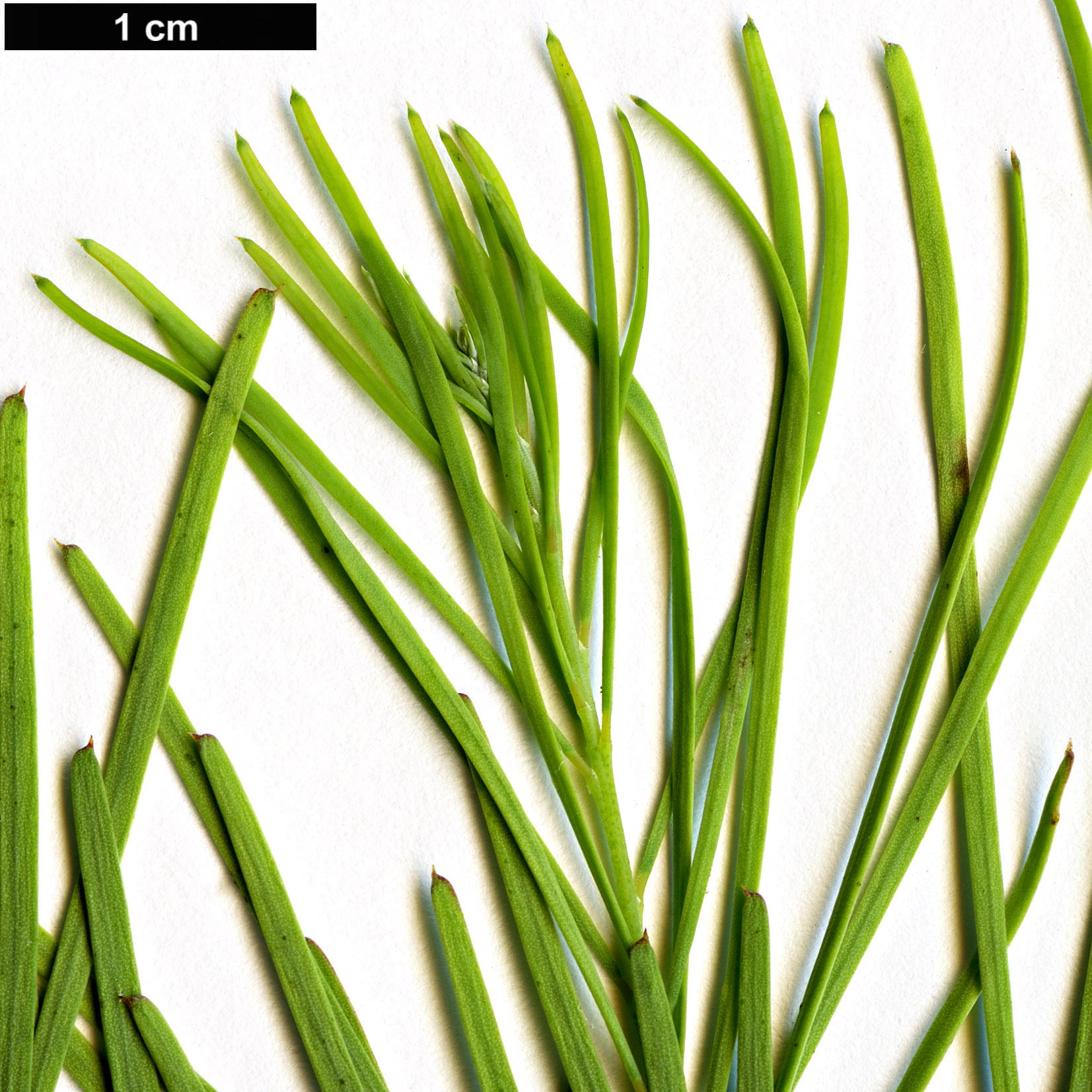 High resolution image: Family: Fabaceae - Genus: Acacia - Taxon: boormanii