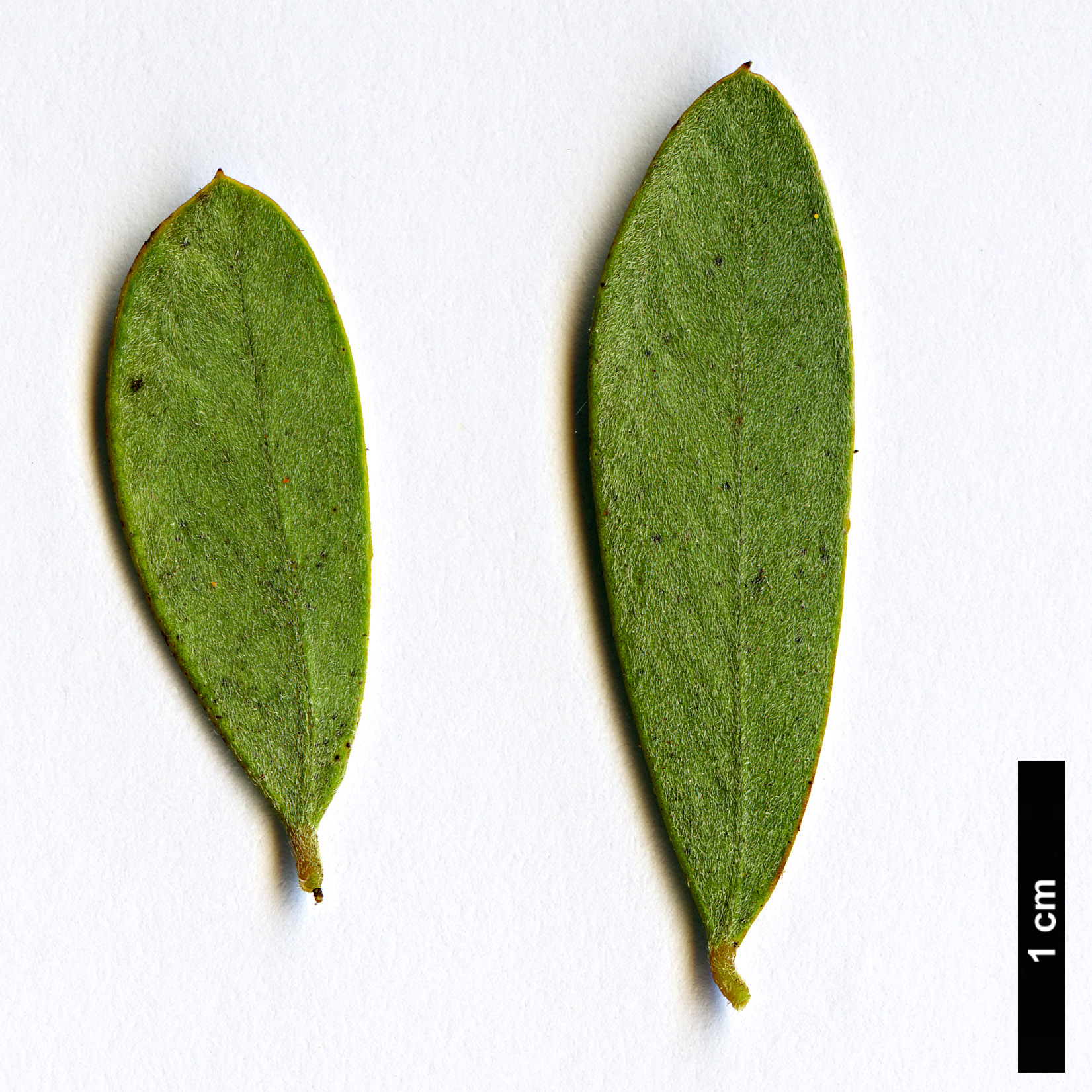 High resolution image: Family: Fabaceae - Genus: Acacia - Taxon: brachybotrya