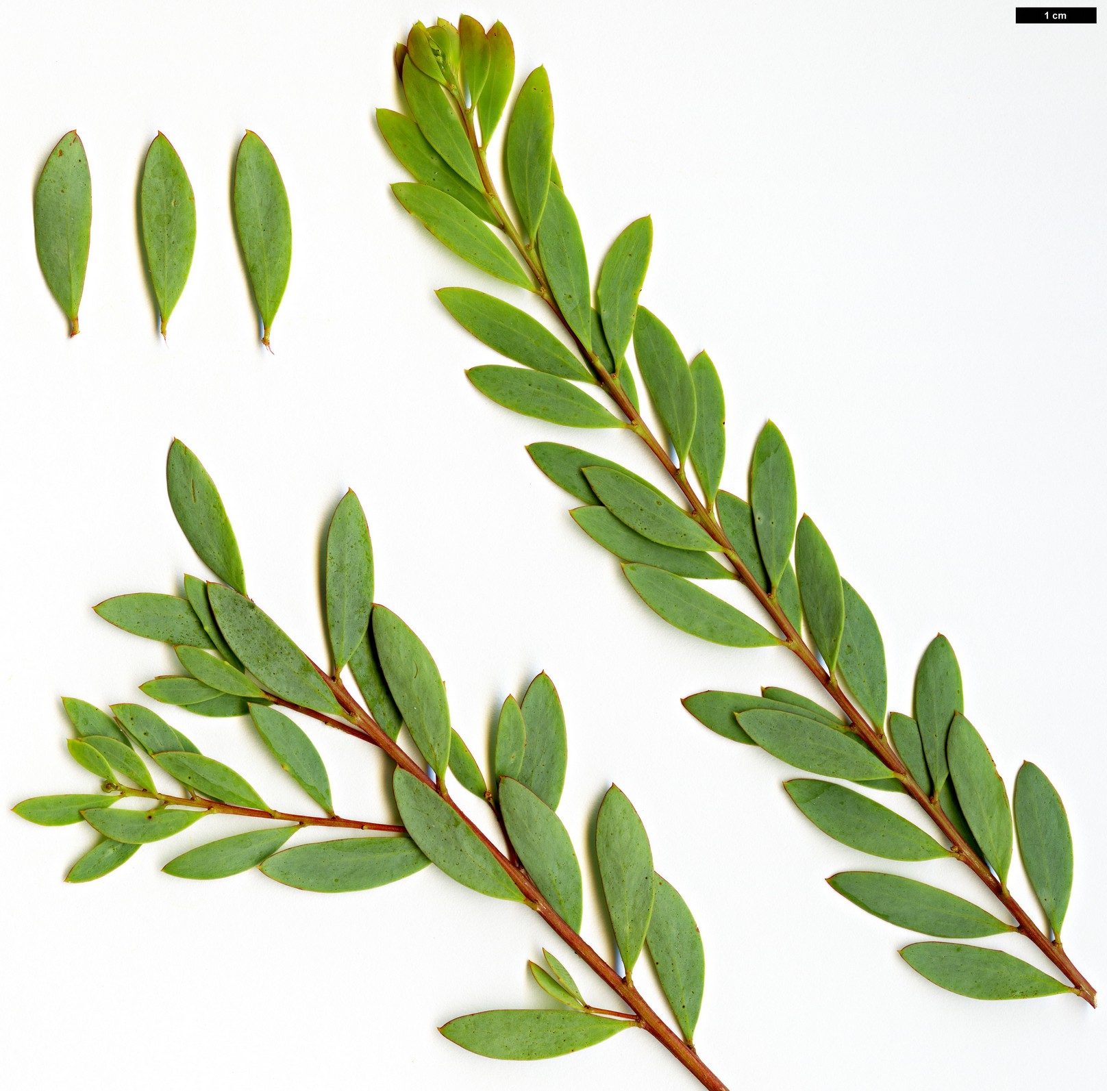 High resolution image: Family: Fabaceae - Genus: Acacia - Taxon: buxifolia