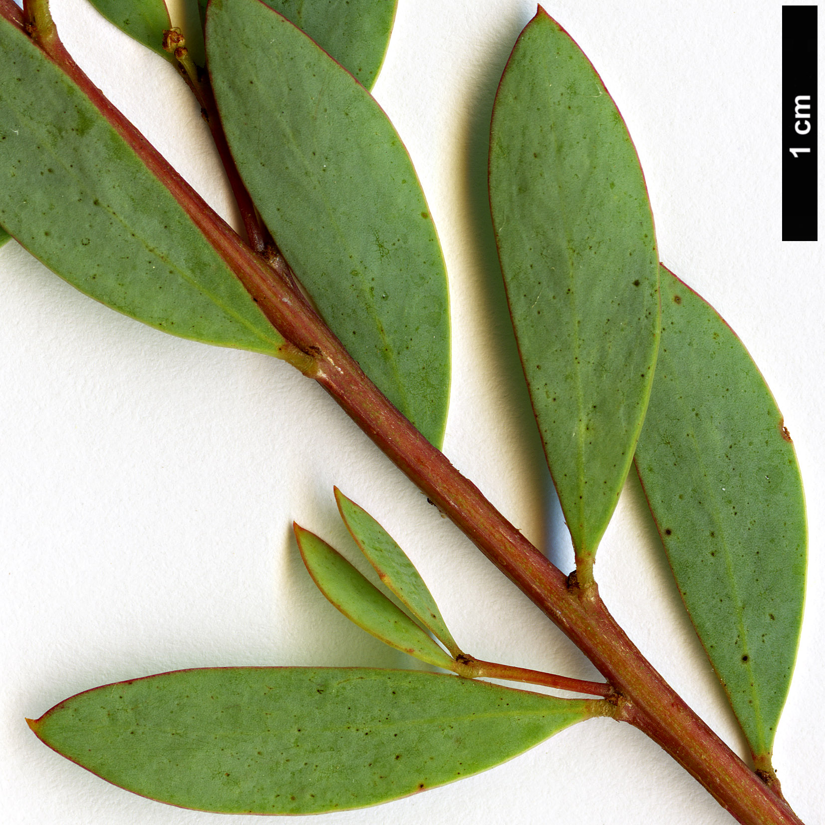 High resolution image: Family: Fabaceae - Genus: Acacia - Taxon: buxifolia