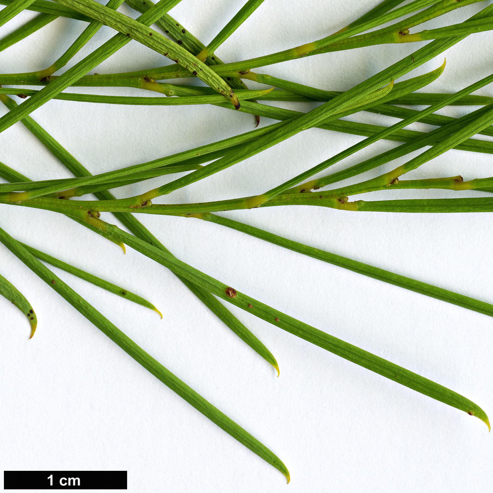 High resolution image: Family: Fabaceae - Genus: Acacia - Taxon: calamifolia