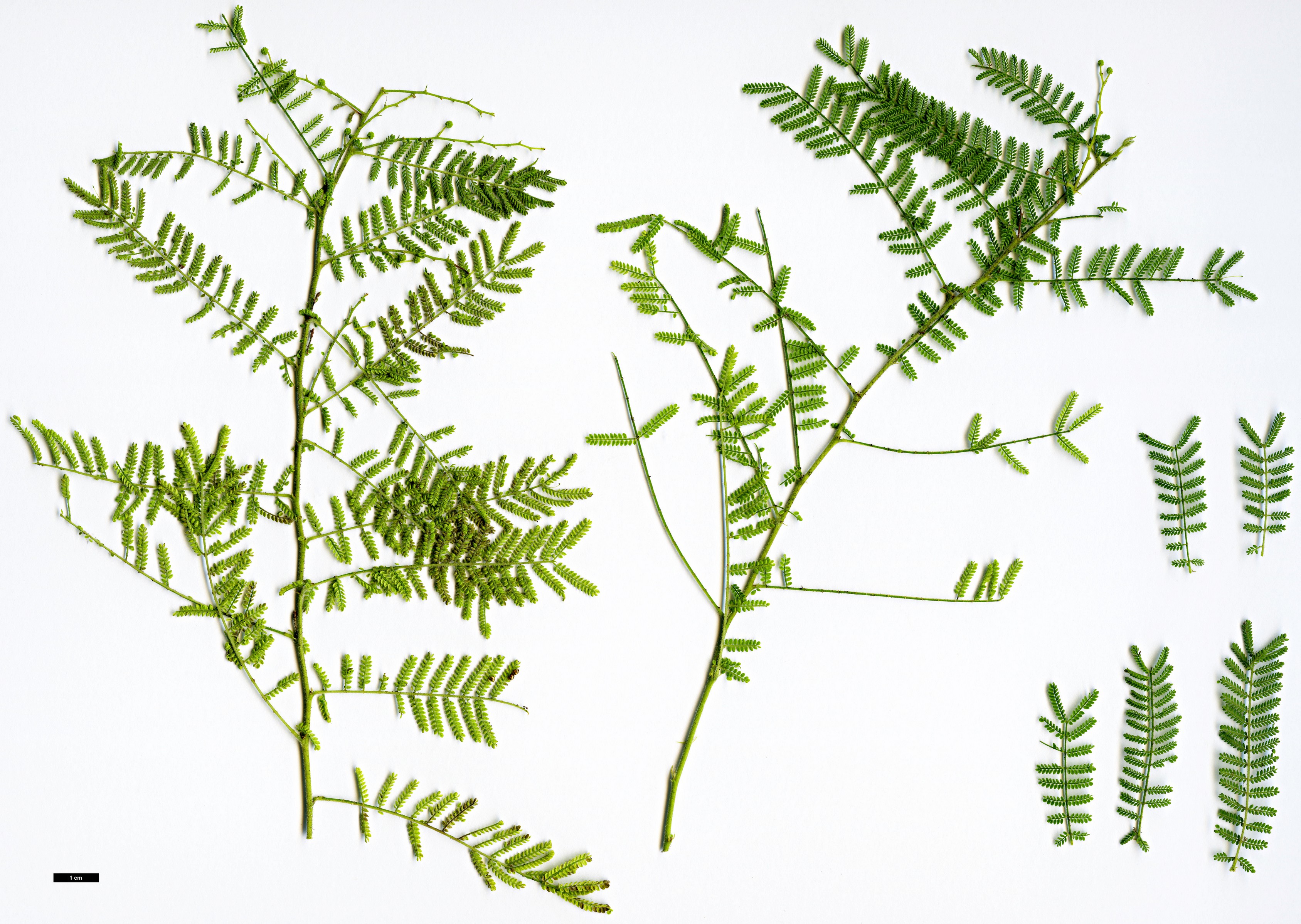 High resolution image: Family: Fabaceae - Genus: Acacia - Taxon: cardiophylla