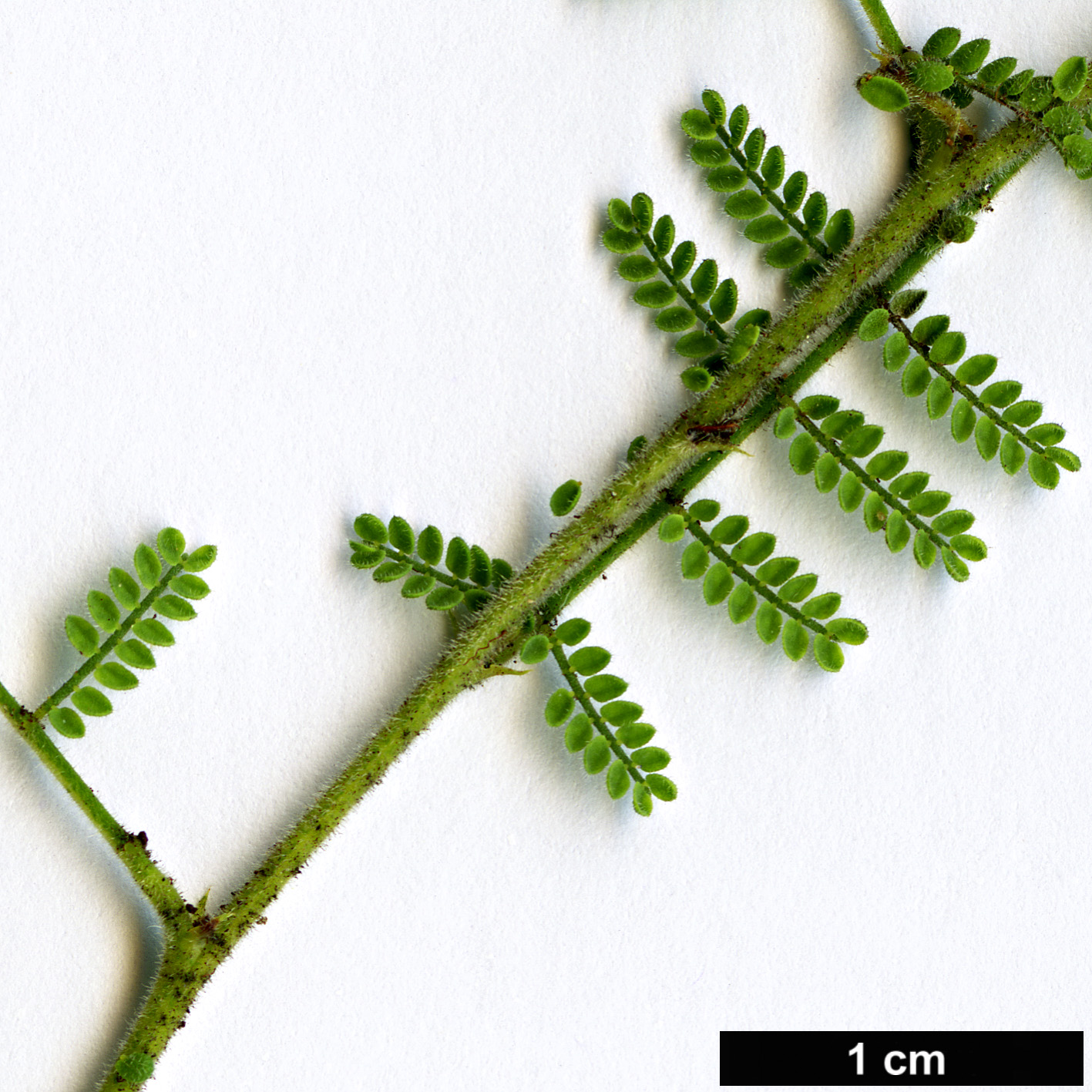 High resolution image: Family: Fabaceae - Genus: Acacia - Taxon: cardiophylla