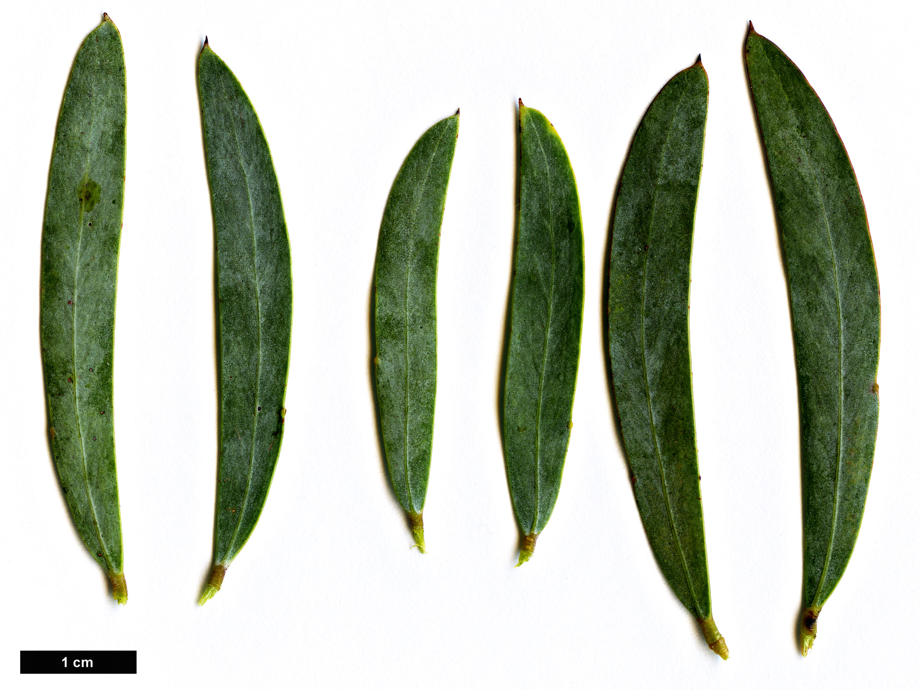 High resolution image: Family: Fabaceae - Genus: Acacia - Taxon: covenyi