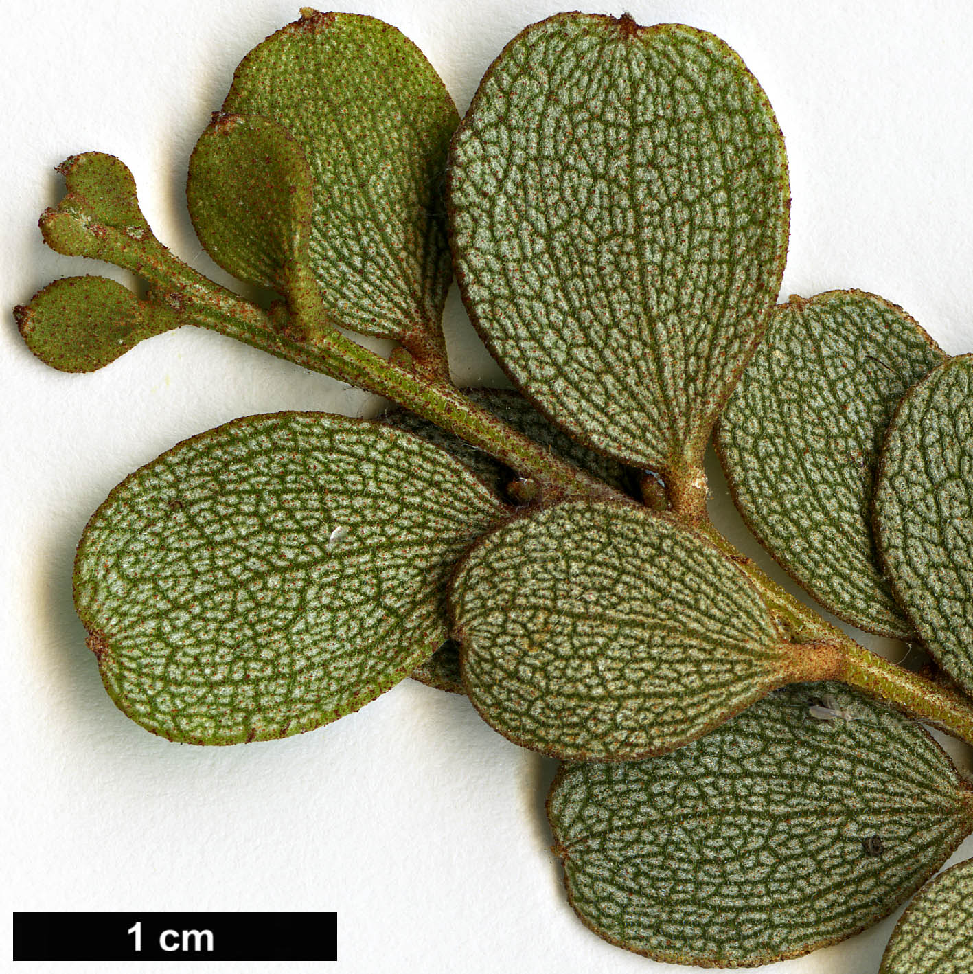 High resolution image: Family: Fabaceae - Genus: Acacia - Taxon: craspedocarpa