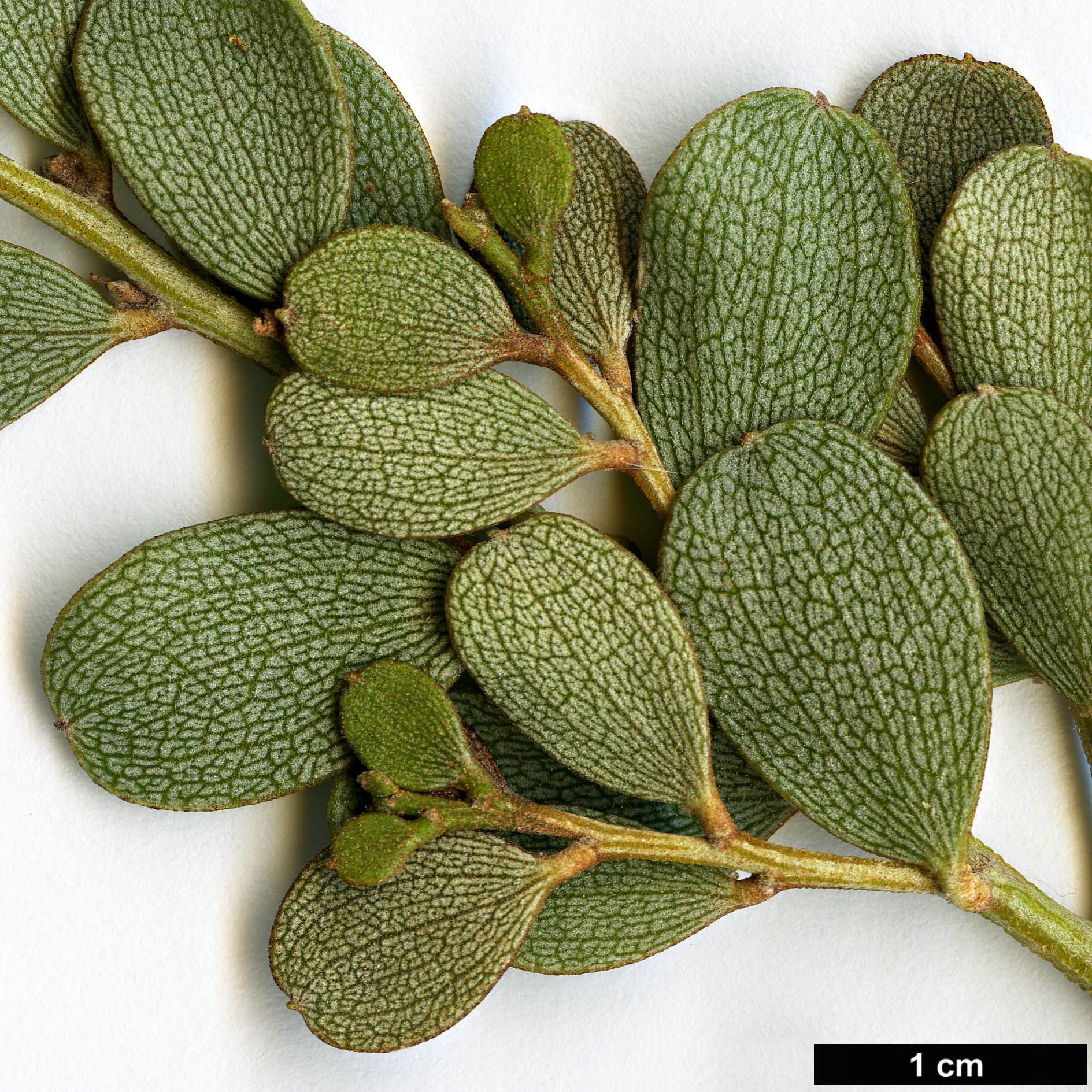 High resolution image: Family: Fabaceae - Genus: Acacia - Taxon: craspedocarpa