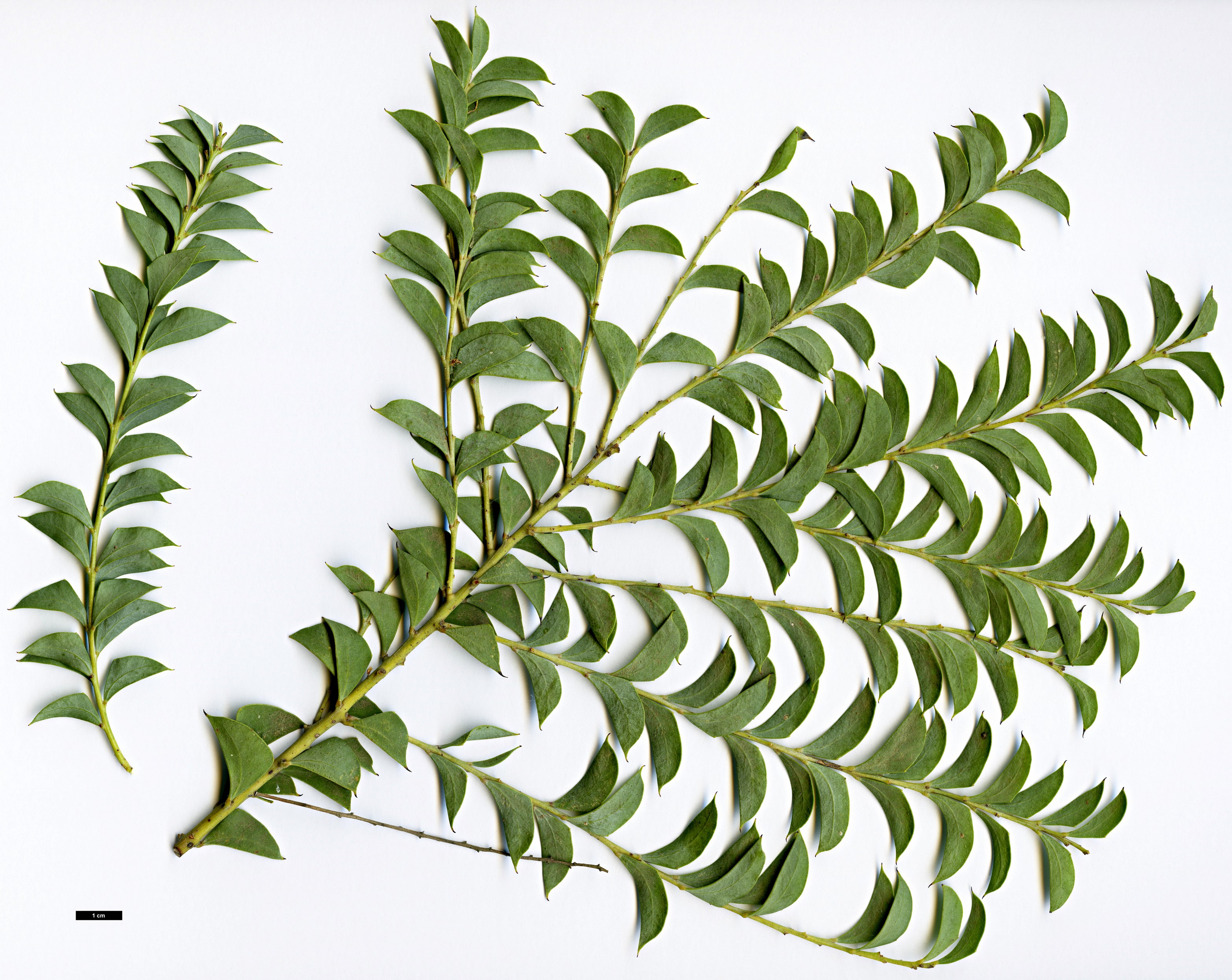 High resolution image: Family: Fabaceae - Genus: Acacia - Taxon: cultriformis