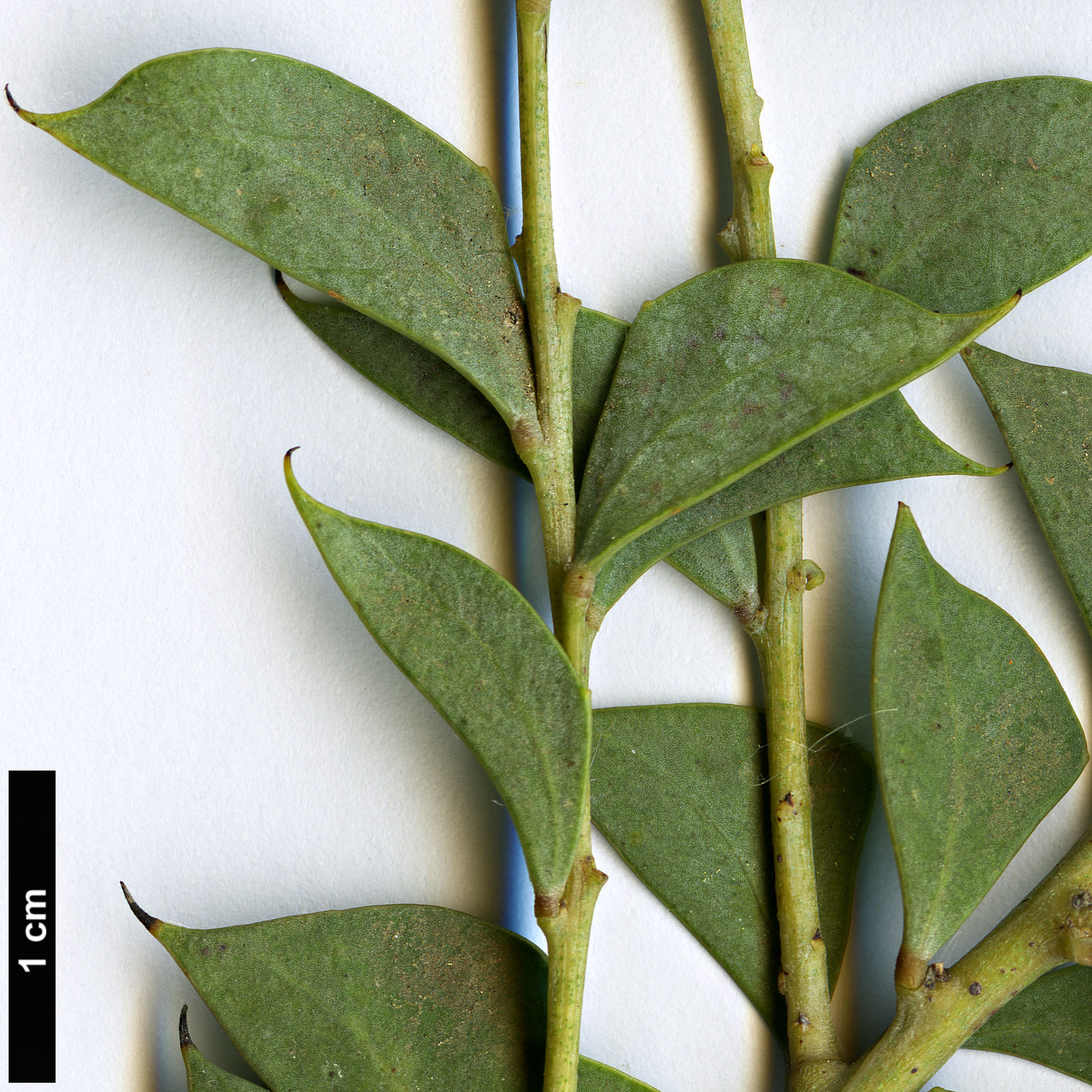 High resolution image: Family: Fabaceae - Genus: Acacia - Taxon: cultriformis