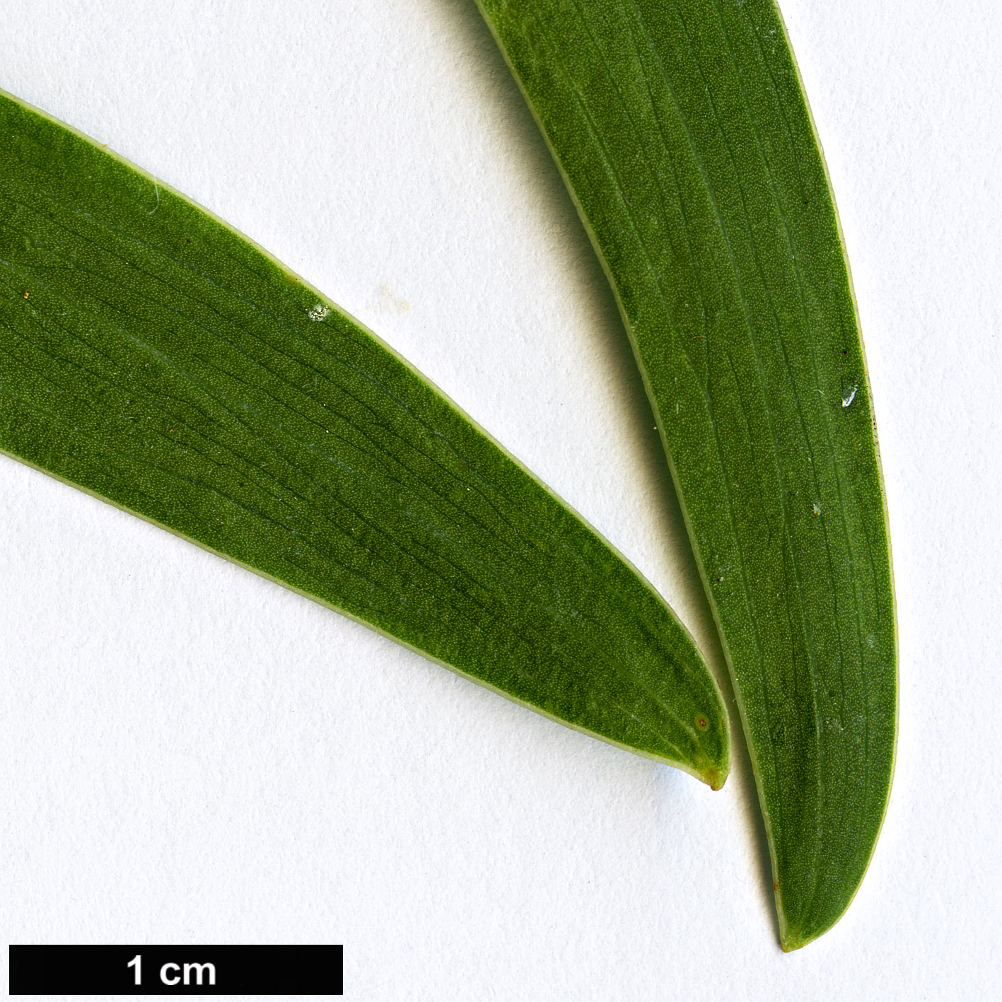 High resolution image: Family: Fabaceae - Genus: Acacia - Taxon: cyclops