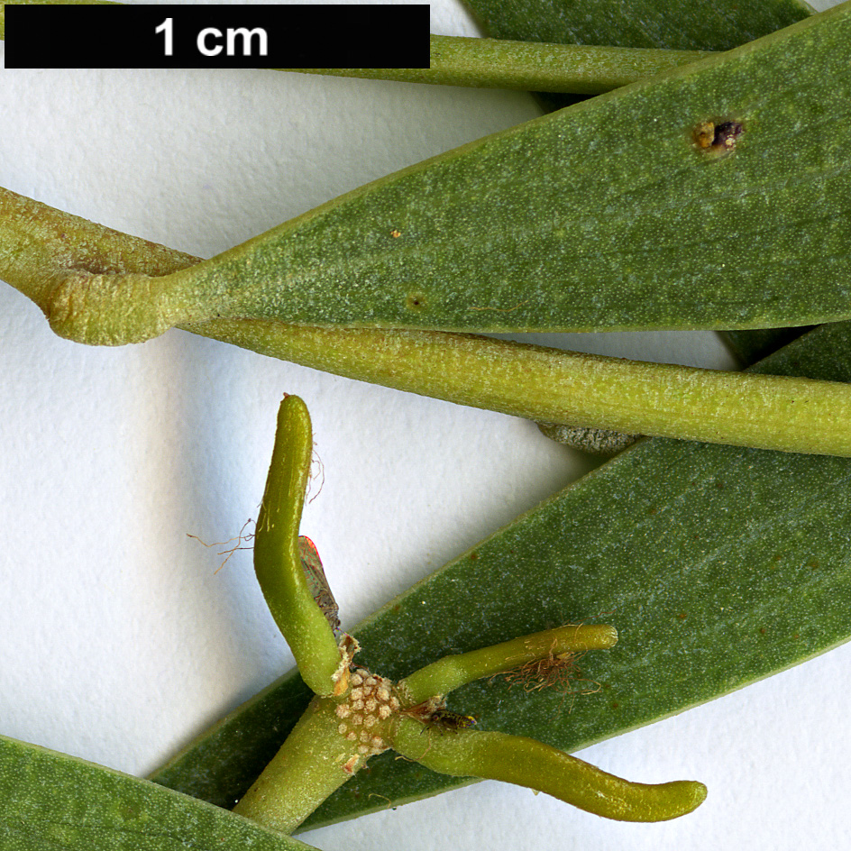 High resolution image: Family: Fabaceae - Genus: Acacia - Taxon: cyclops