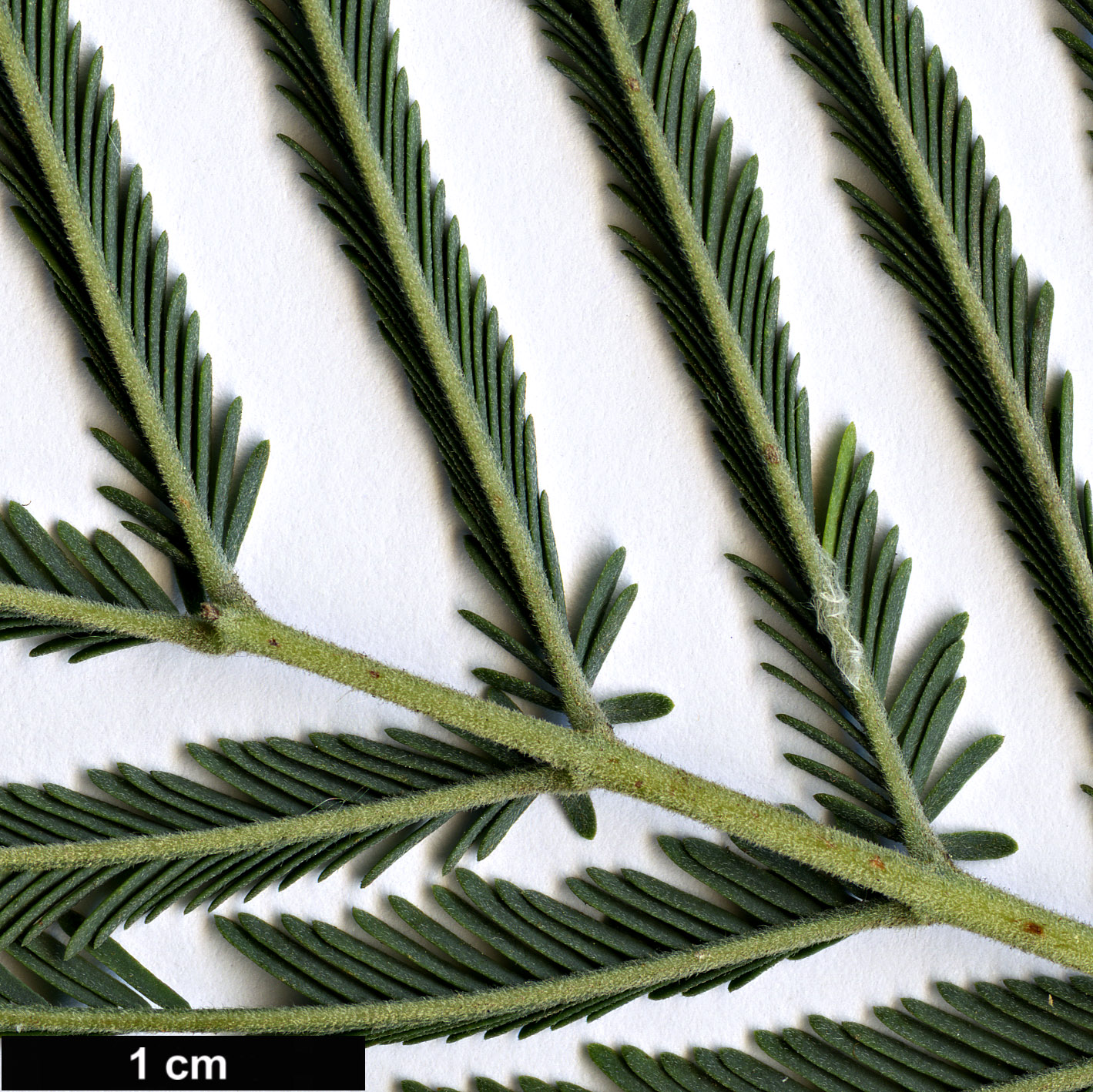 High resolution image: Family: Fabaceae - Genus: Acacia - Taxon: dealbata