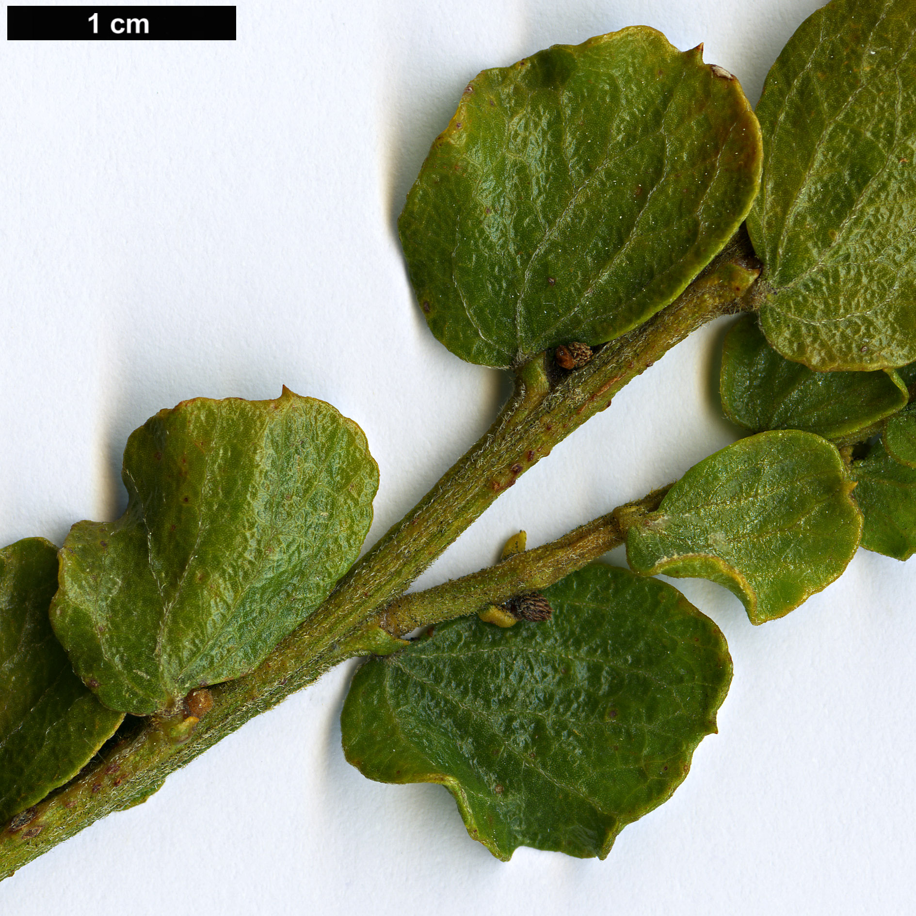 High resolution image: Family: Fabaceae - Genus: Acacia - Taxon: dictyoneura
