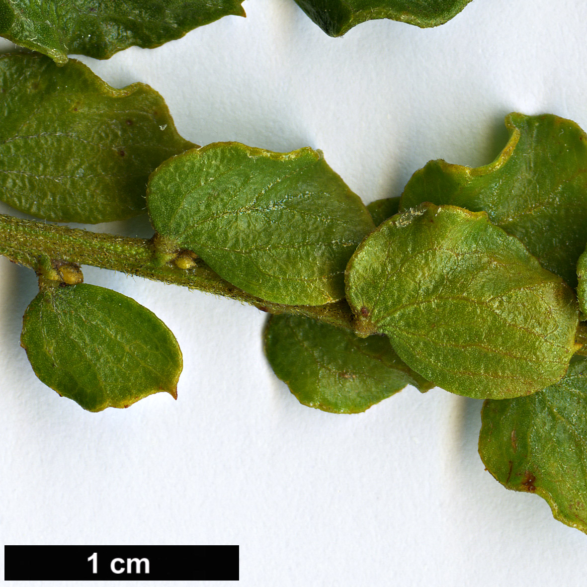 High resolution image: Family: Fabaceae - Genus: Acacia - Taxon: dictyoneura