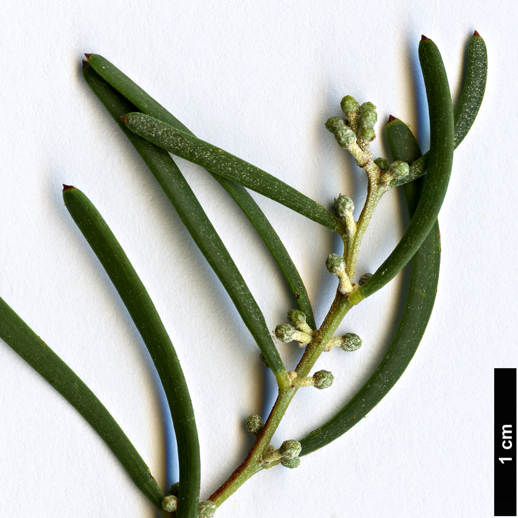 High resolution image: Family: Fabaceae - Genus: Acacia - Taxon: farinosa