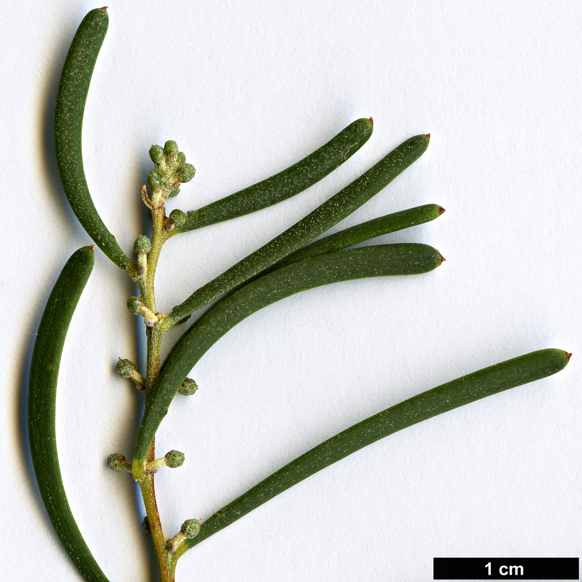 High resolution image: Family: Fabaceae - Genus: Acacia - Taxon: farinosa