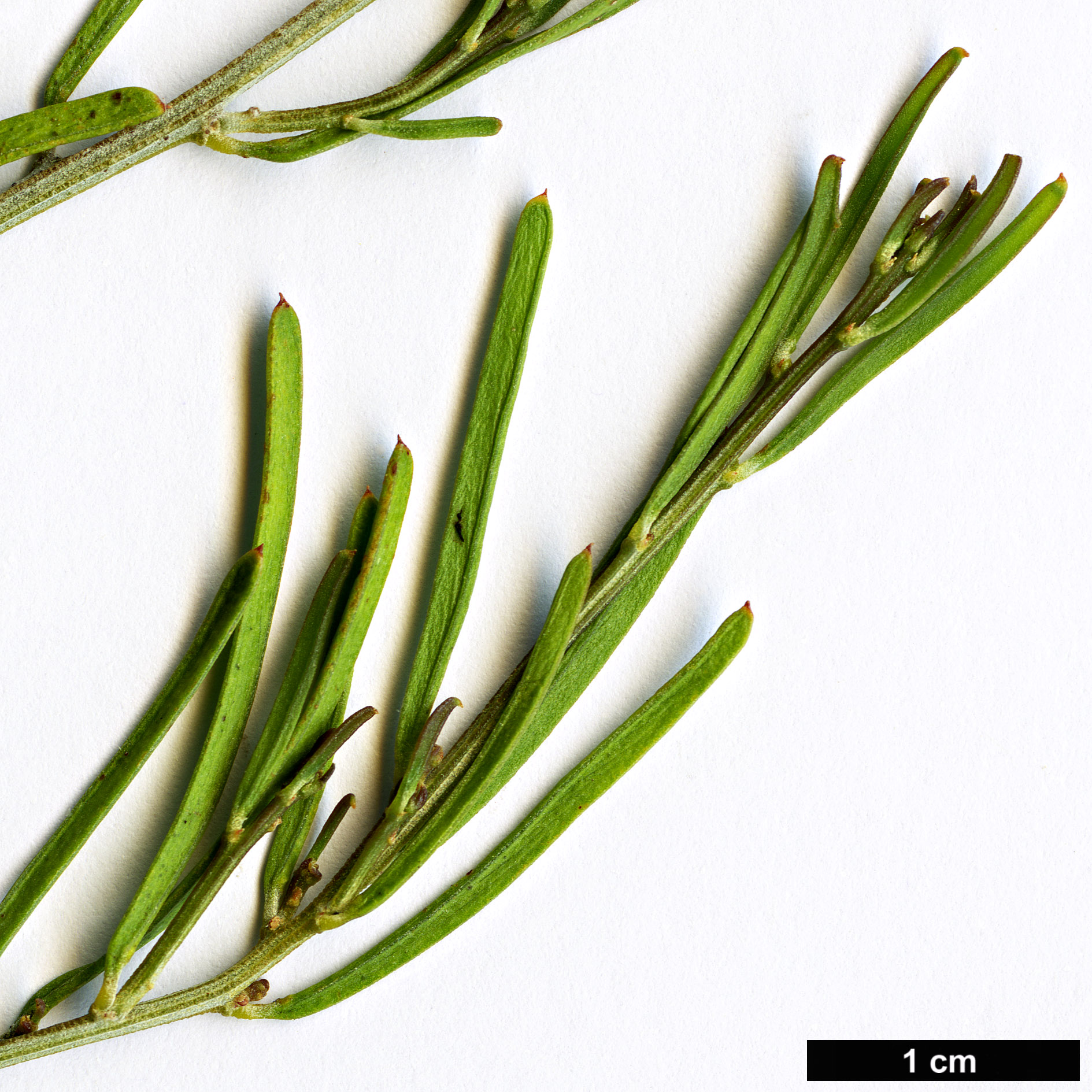 High resolution image: Family: Fabaceae - Genus: Acacia - Taxon: flexifolia