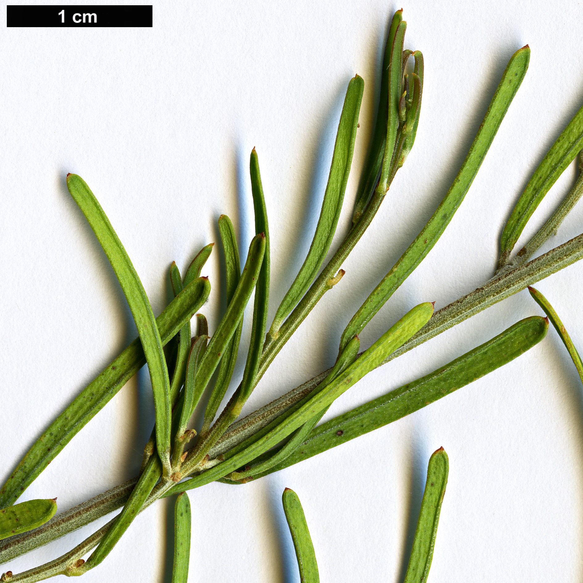 High resolution image: Family: Fabaceae - Genus: Acacia - Taxon: flexifolia